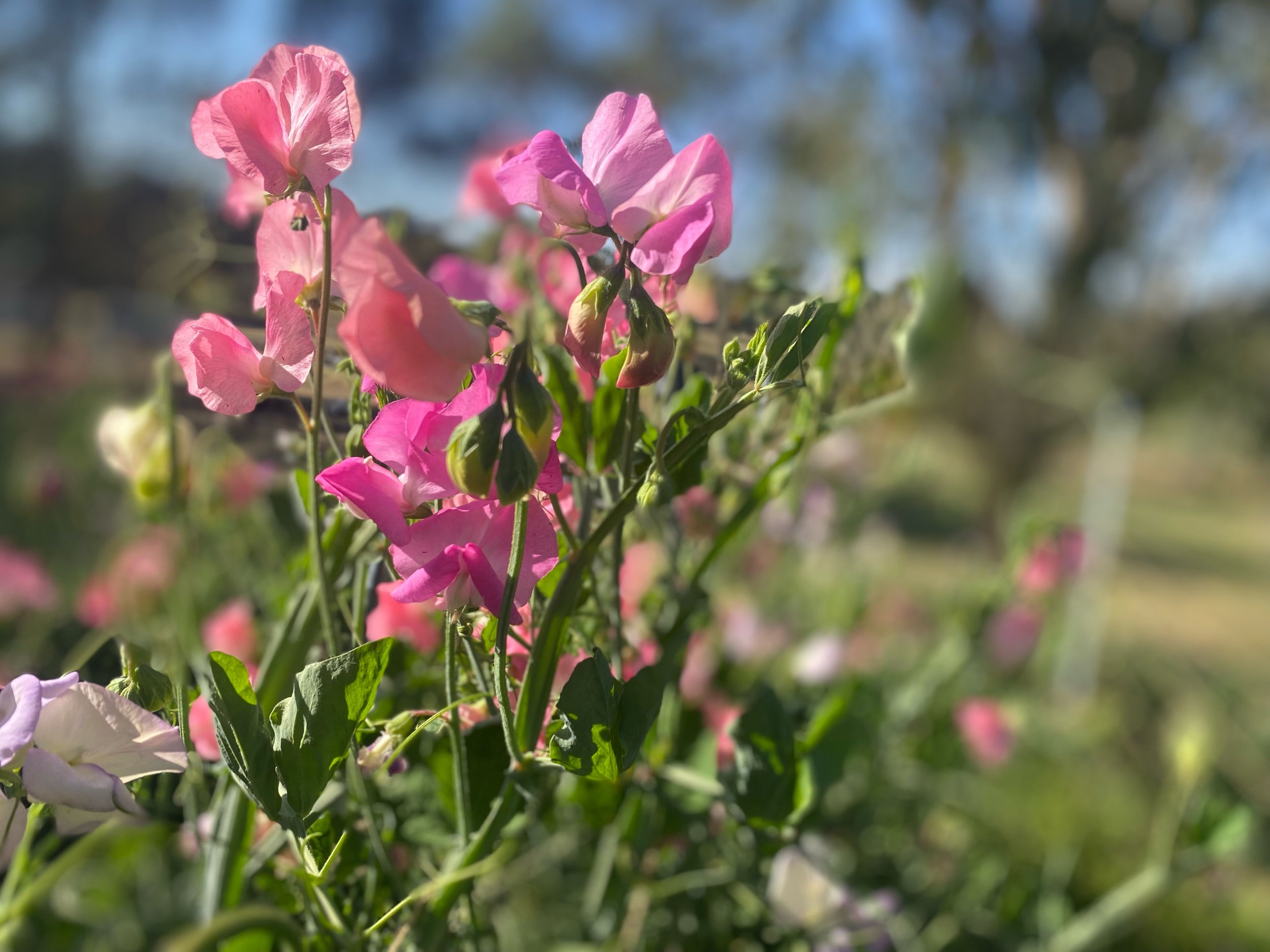 Plant your Sweet Peas Now