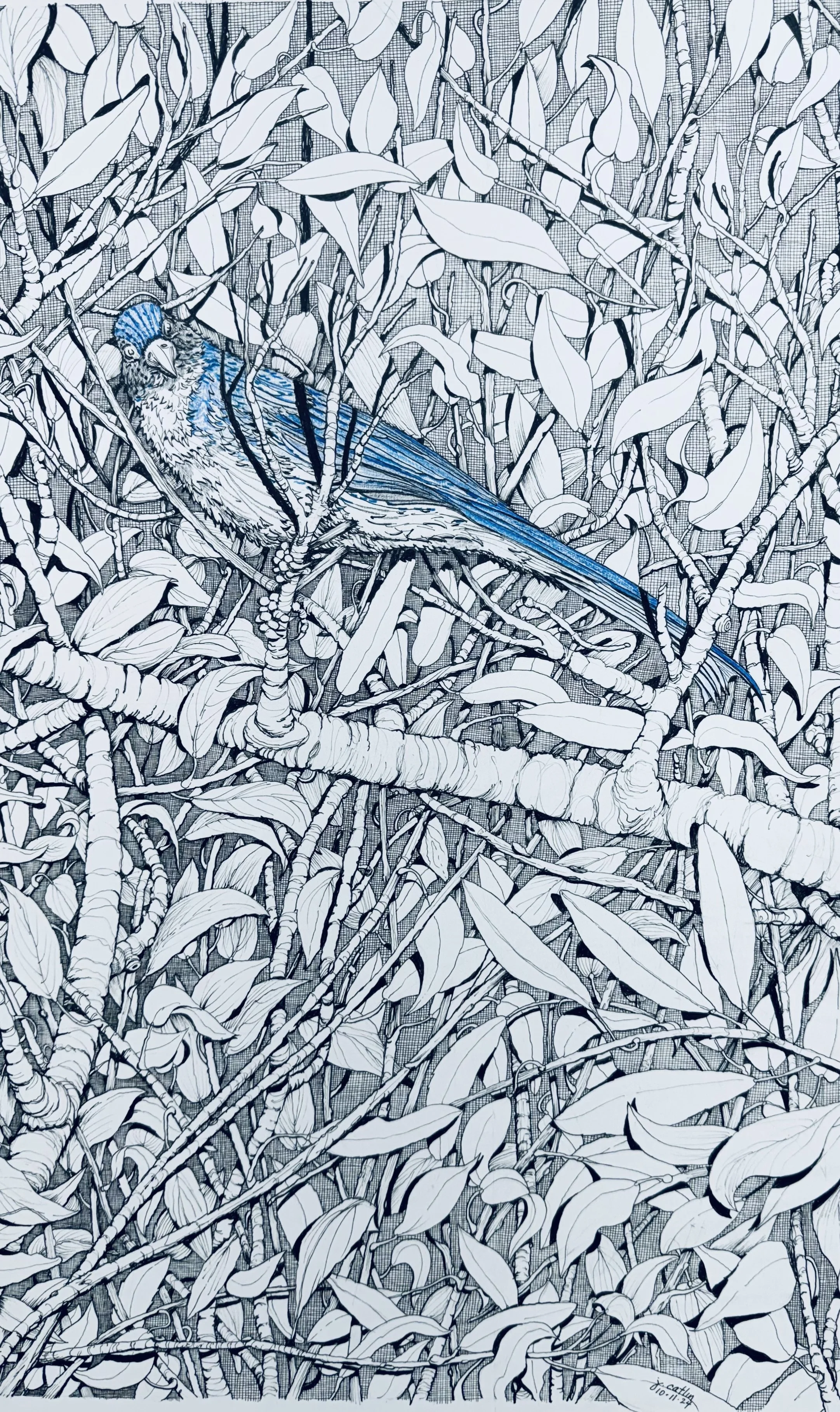 Coastal Scrub Jay, Drakes Beach, Pt. Reyes National Seashore, CA  2024