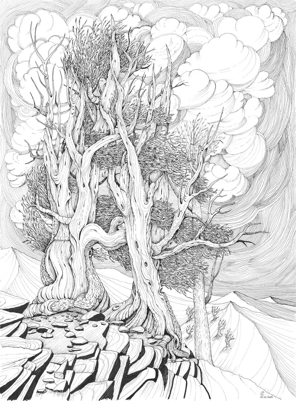 Tangled Twins, Bristlecone Pines, Schulman Grove, White Mts. CA