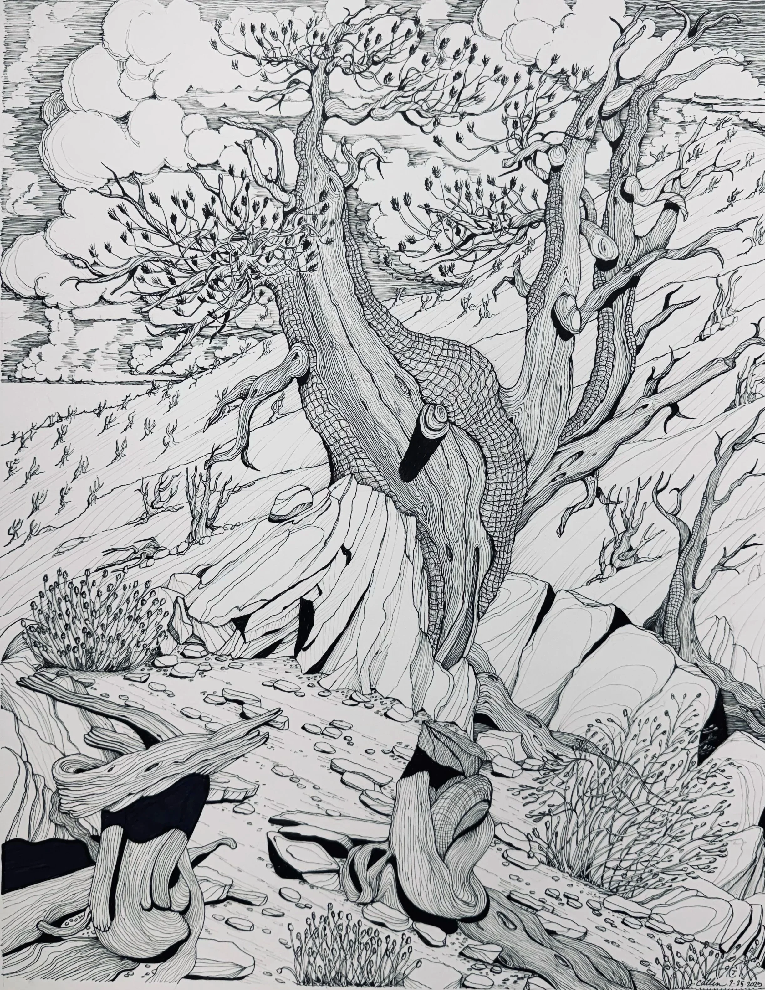 Stout One, Bristlecone Pine, Schumann Grove, CA