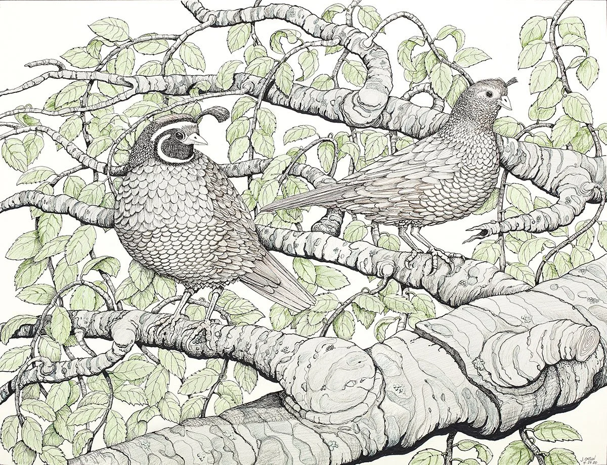California Quail Couple