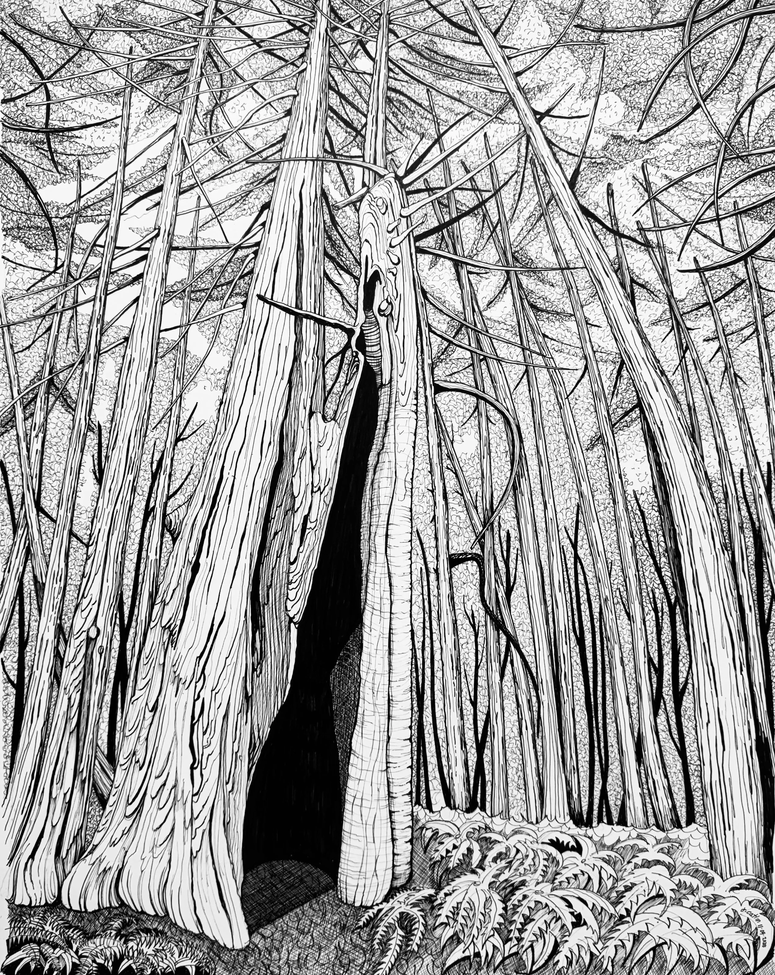 Fire scarred survivors, Roy’s Redwoods