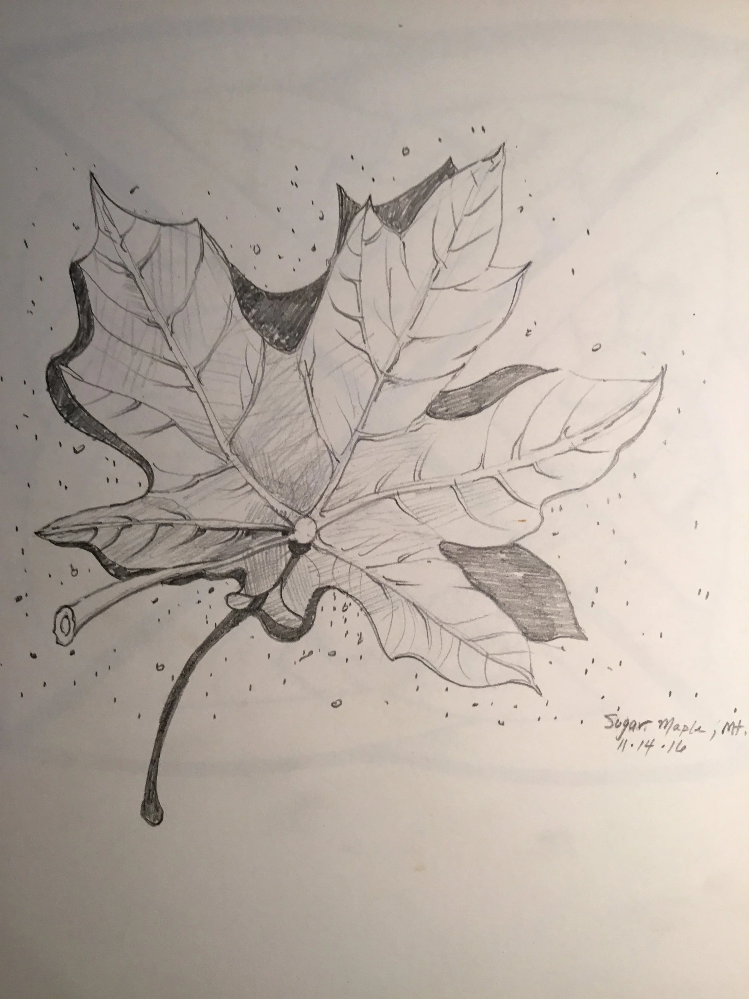 Sugar Maple