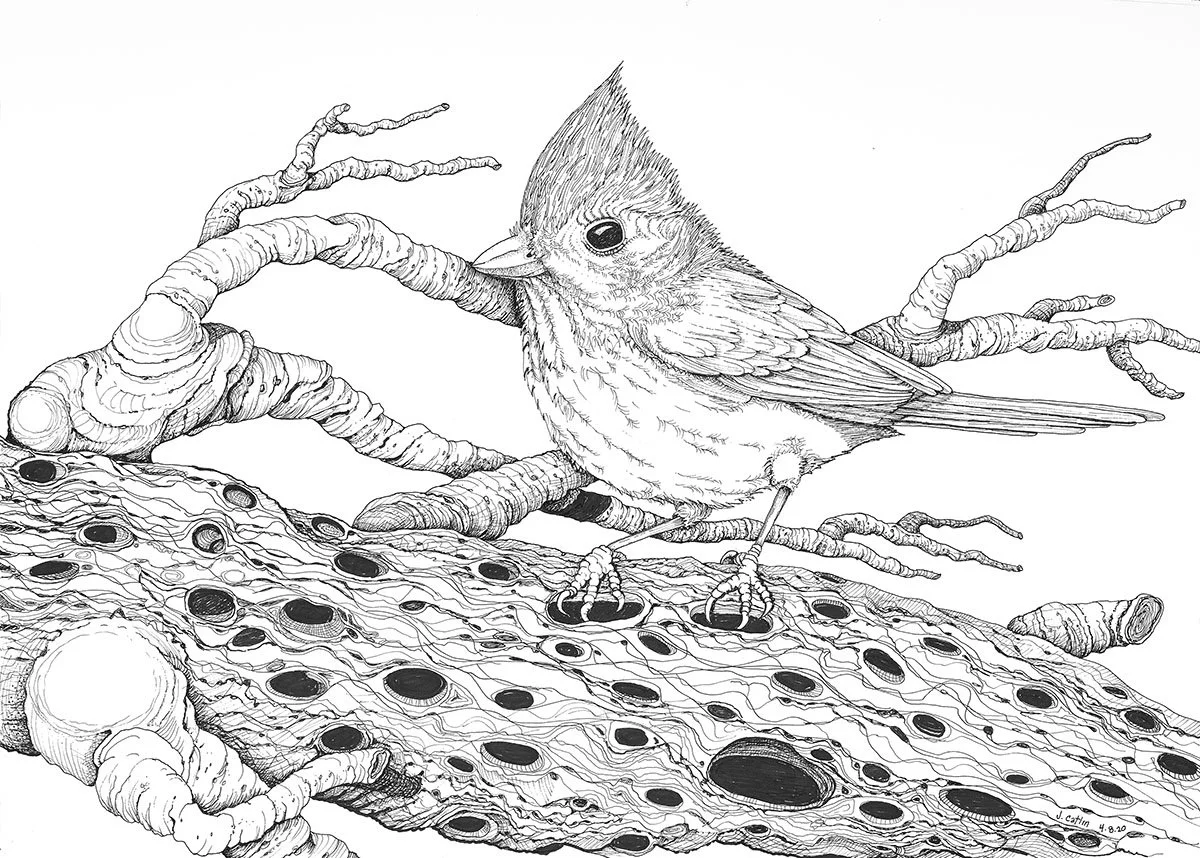 Oak Titmouse