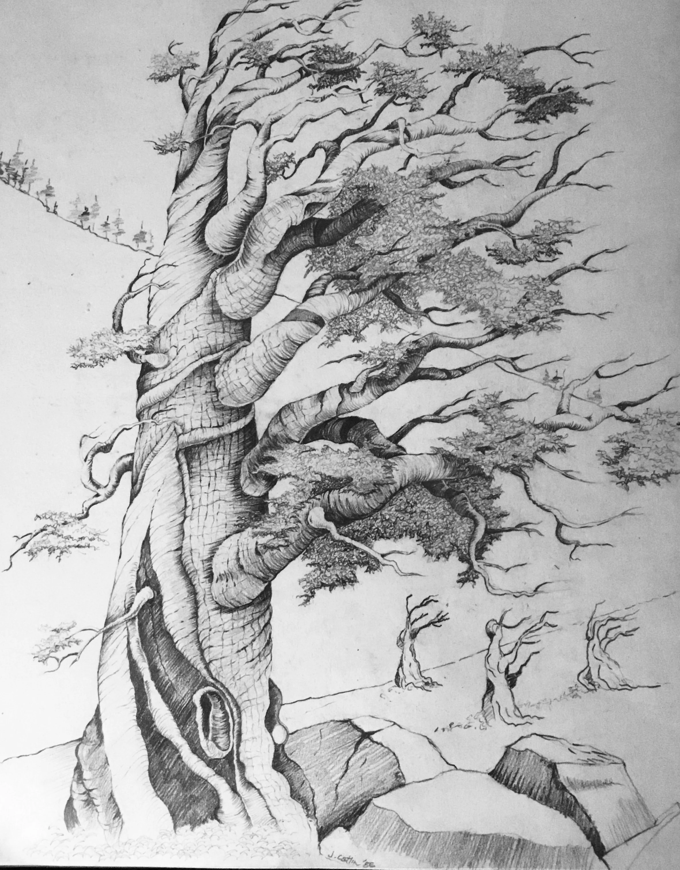 The Sentinel: Western White Pine, Mineral King, CA, 1986