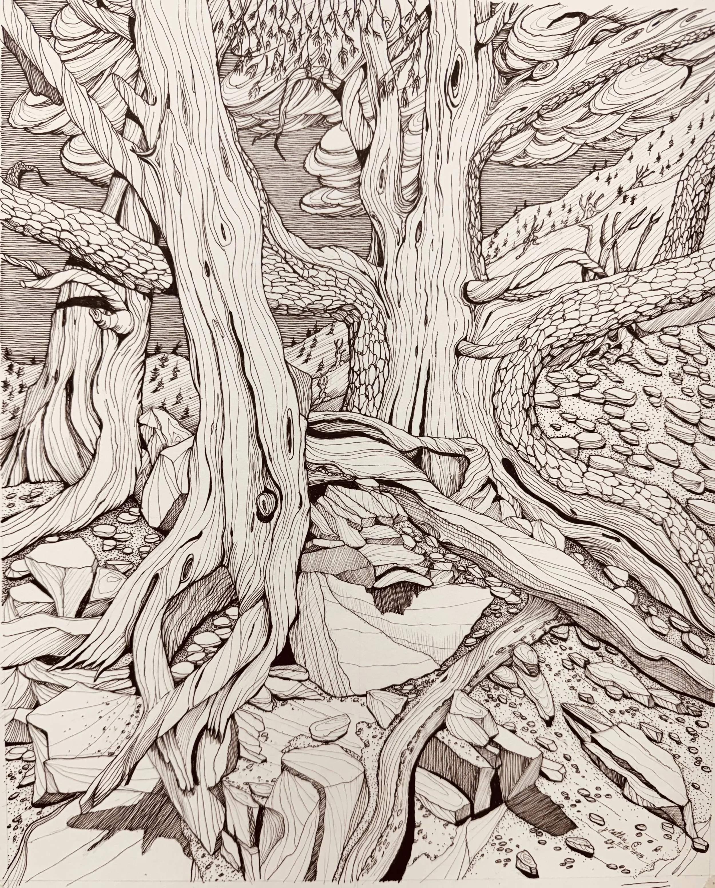 Bristlecone cluster, Schumann Grove, CA