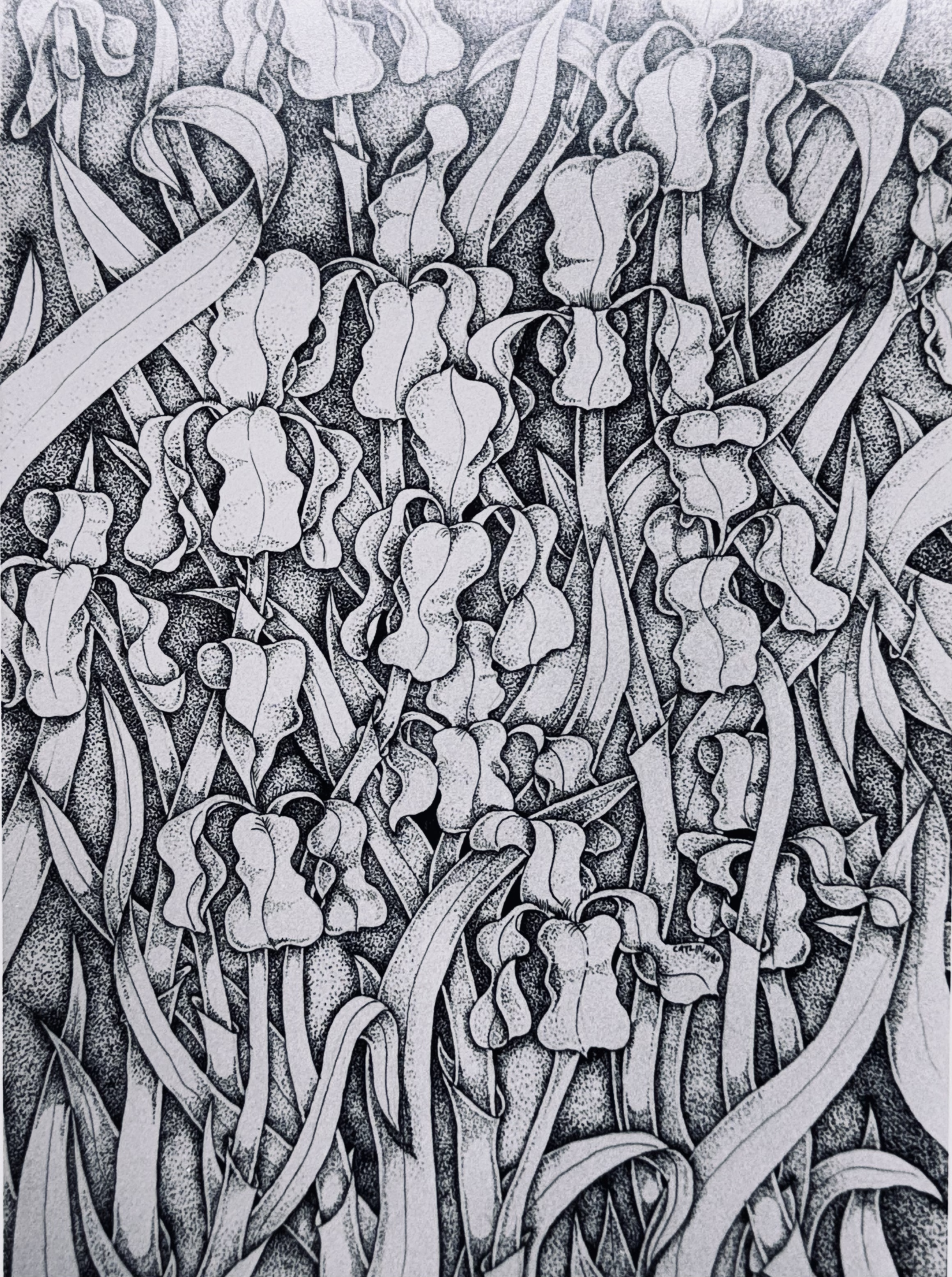 Irises