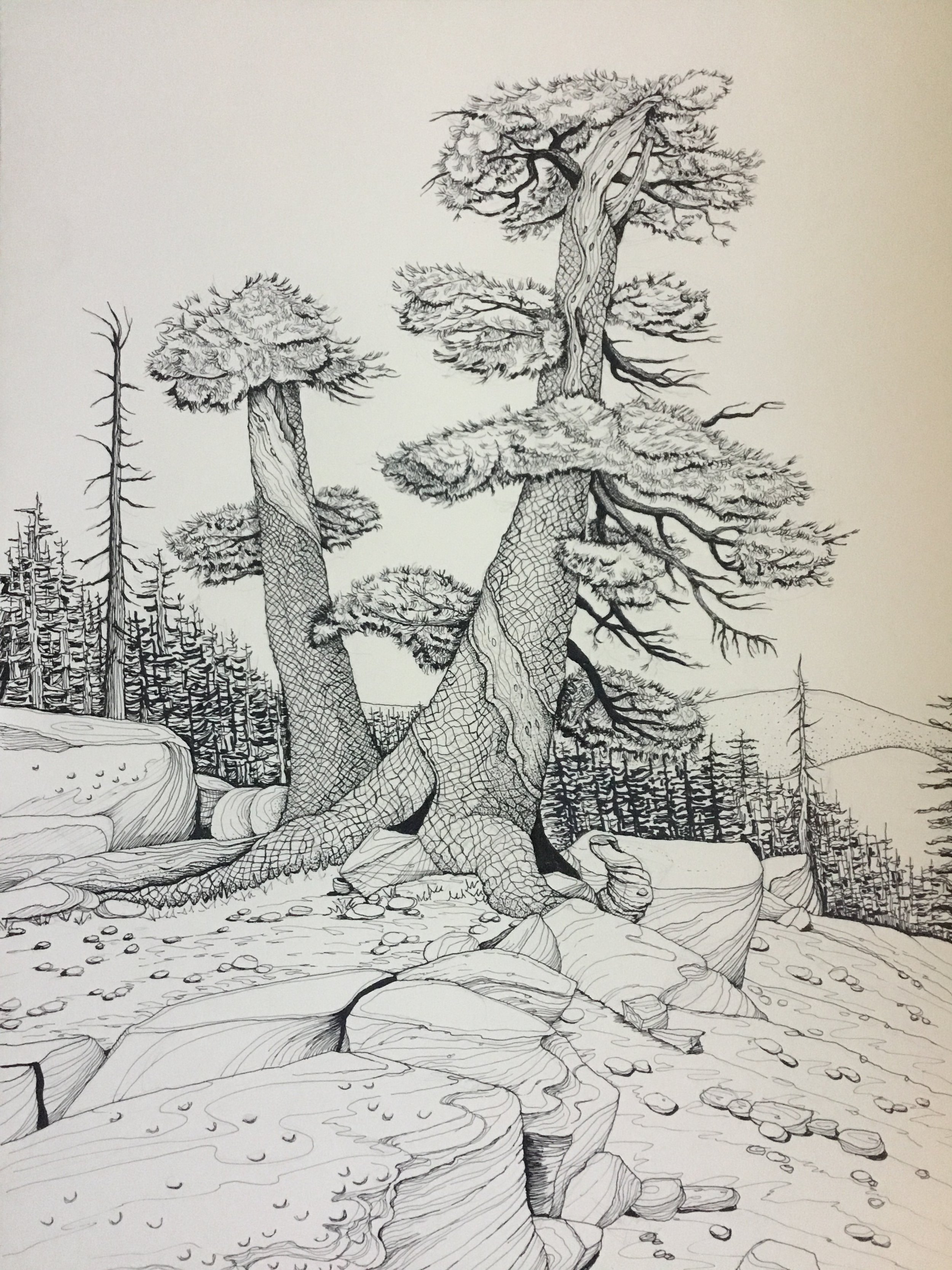 Foothold: Western White Pine, Desolation Wilderness, Eldorado Nat. Forest, CA