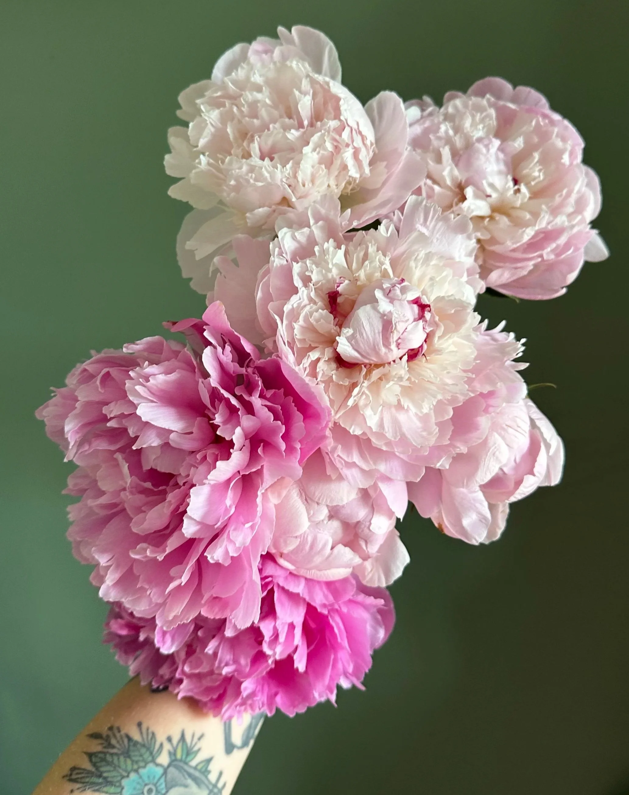 A bunch of pink and white peonies being held by a person with a tattoo on their wrist.