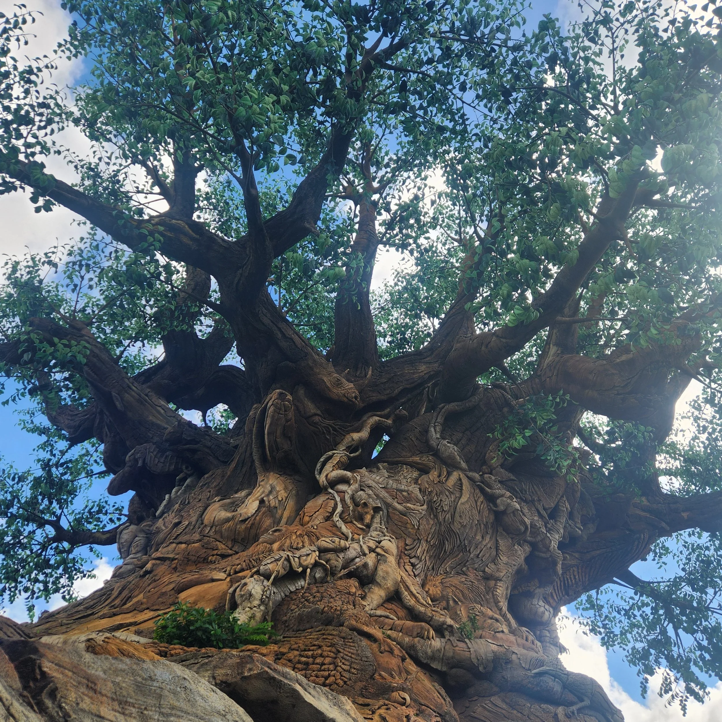 A unique view of the Tree of Life located at Disney's Animal Kingdom