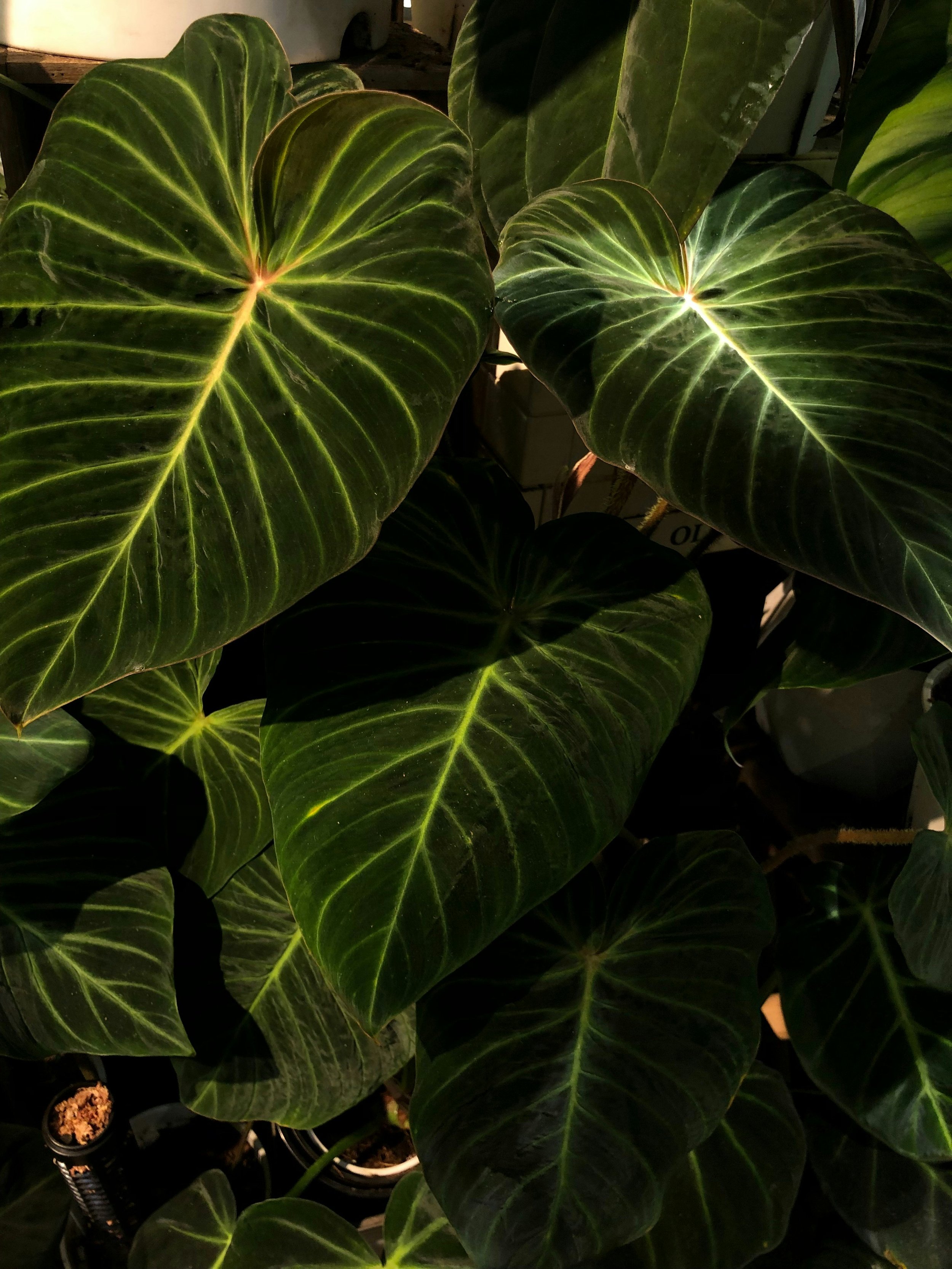 plantjai-causeway-bay-plant-house-and-nursery-uE5UyqEqyHA-unsplash.jpg