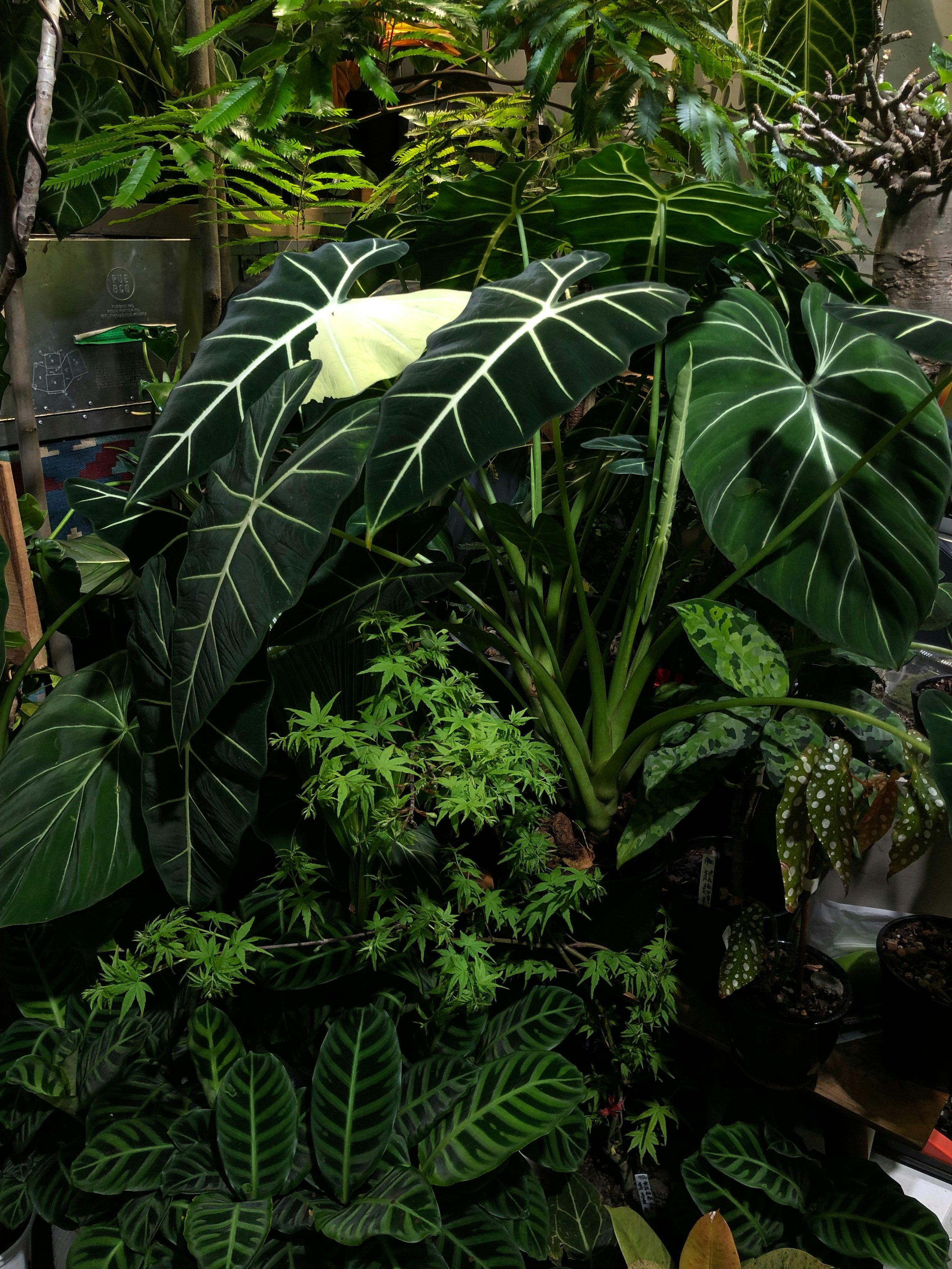 plantjai-causeway-bay-plant-house-and-nursery-jrfhvaLSp8c-unsplash.jpg
