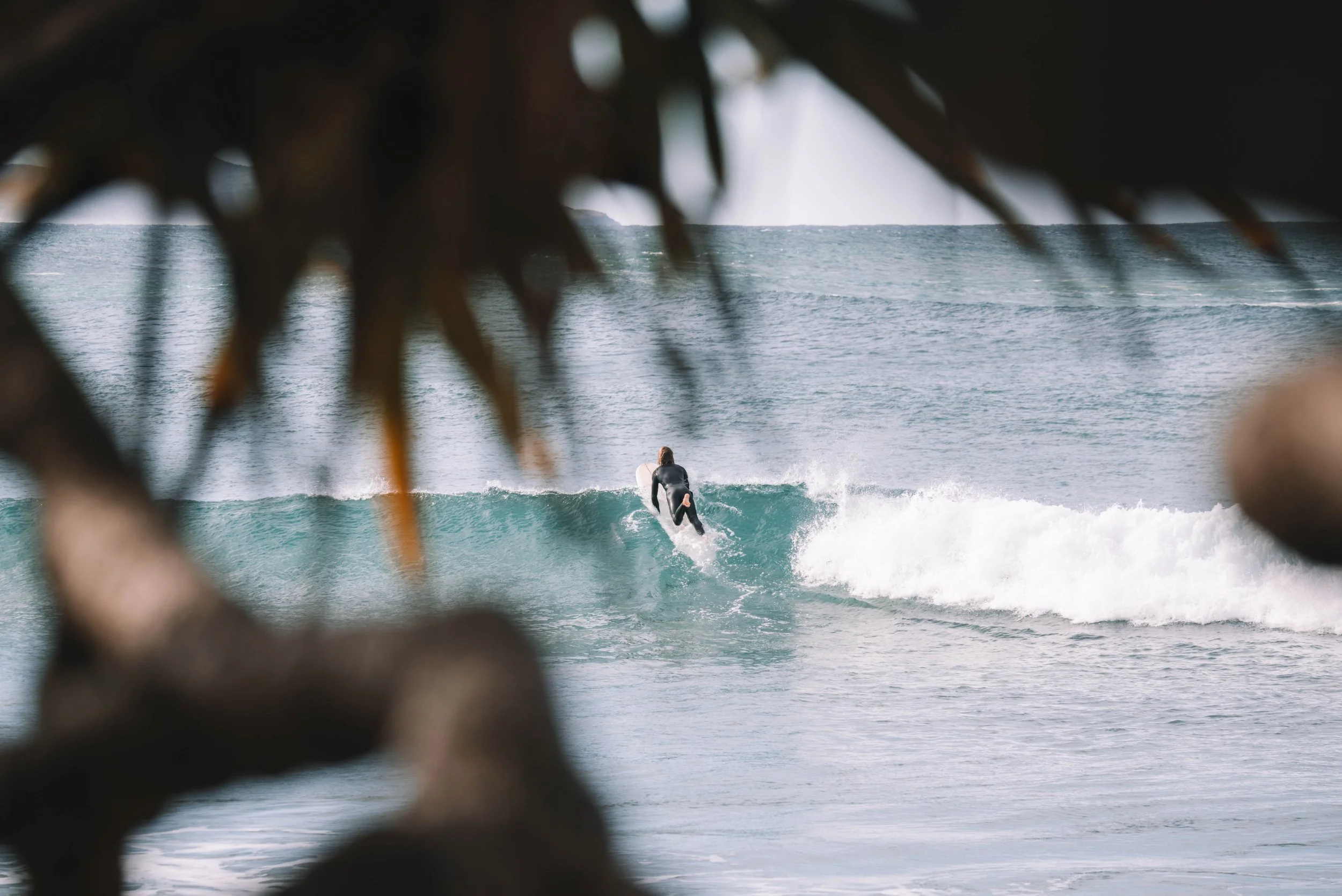 A surfer riding a wave in the ocean, viewed through a frame of leaves or branches.