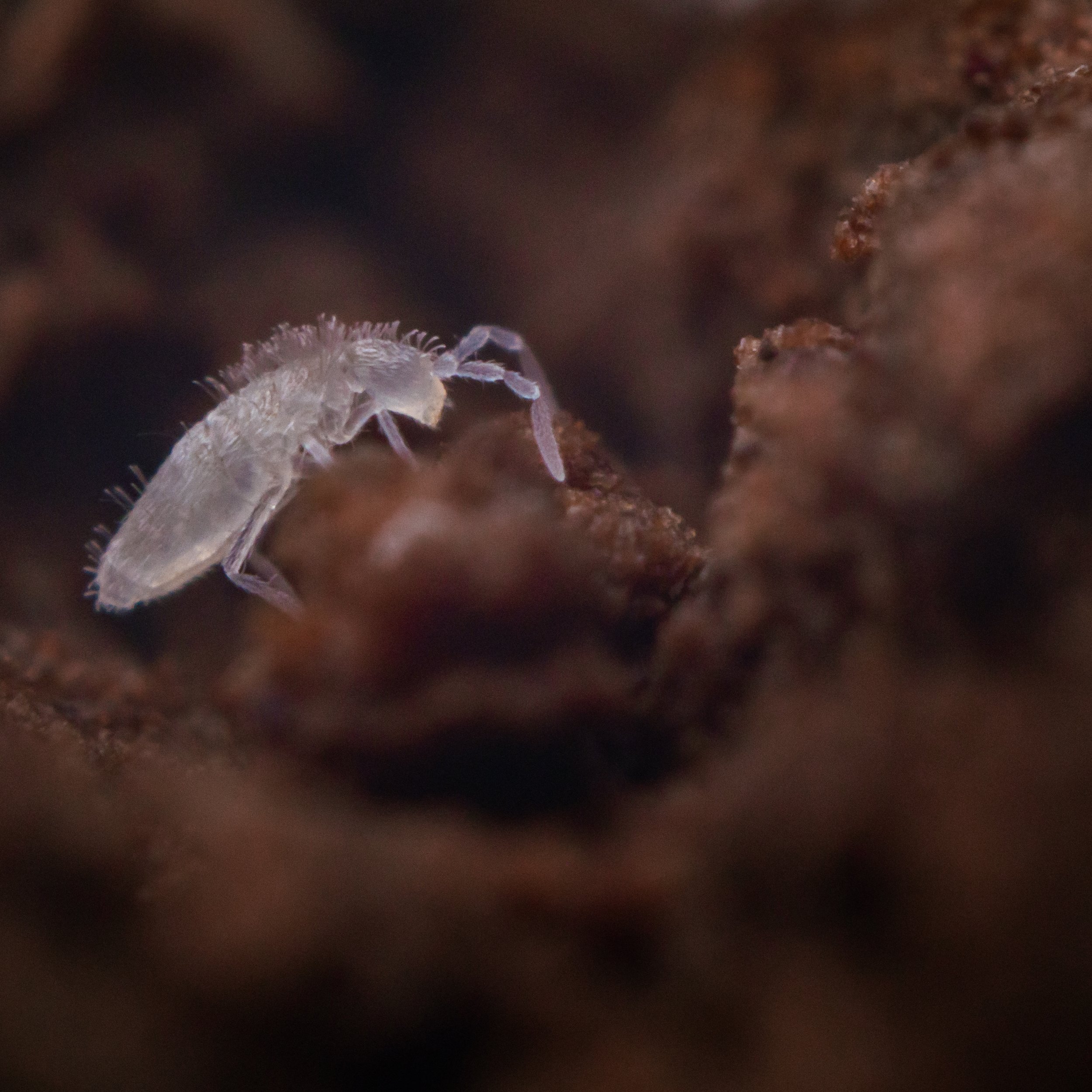 Tropical White Springtail Culture