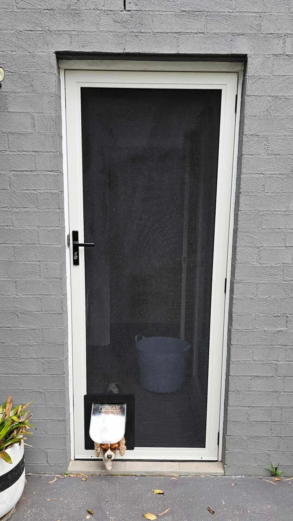 security screen door with installed pet door