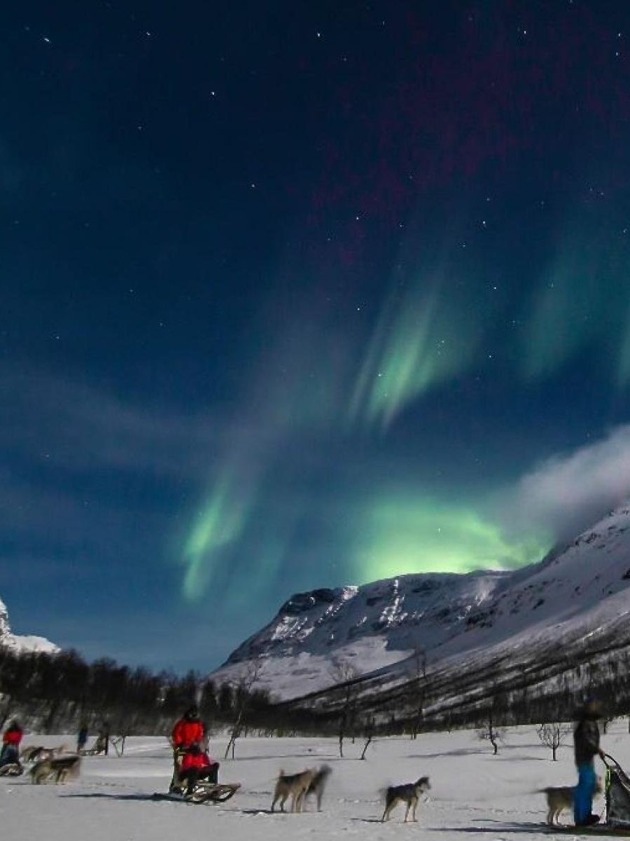 Dog+Sledding+Evening+-+Incl.+Transport++Norwegian+Travel.jpg