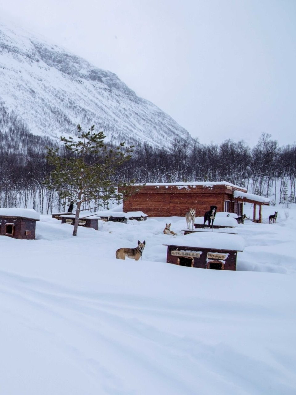 Dog+Sledding+Daytime+-+Incl.+Transport++Norwegian+Travel.jpg