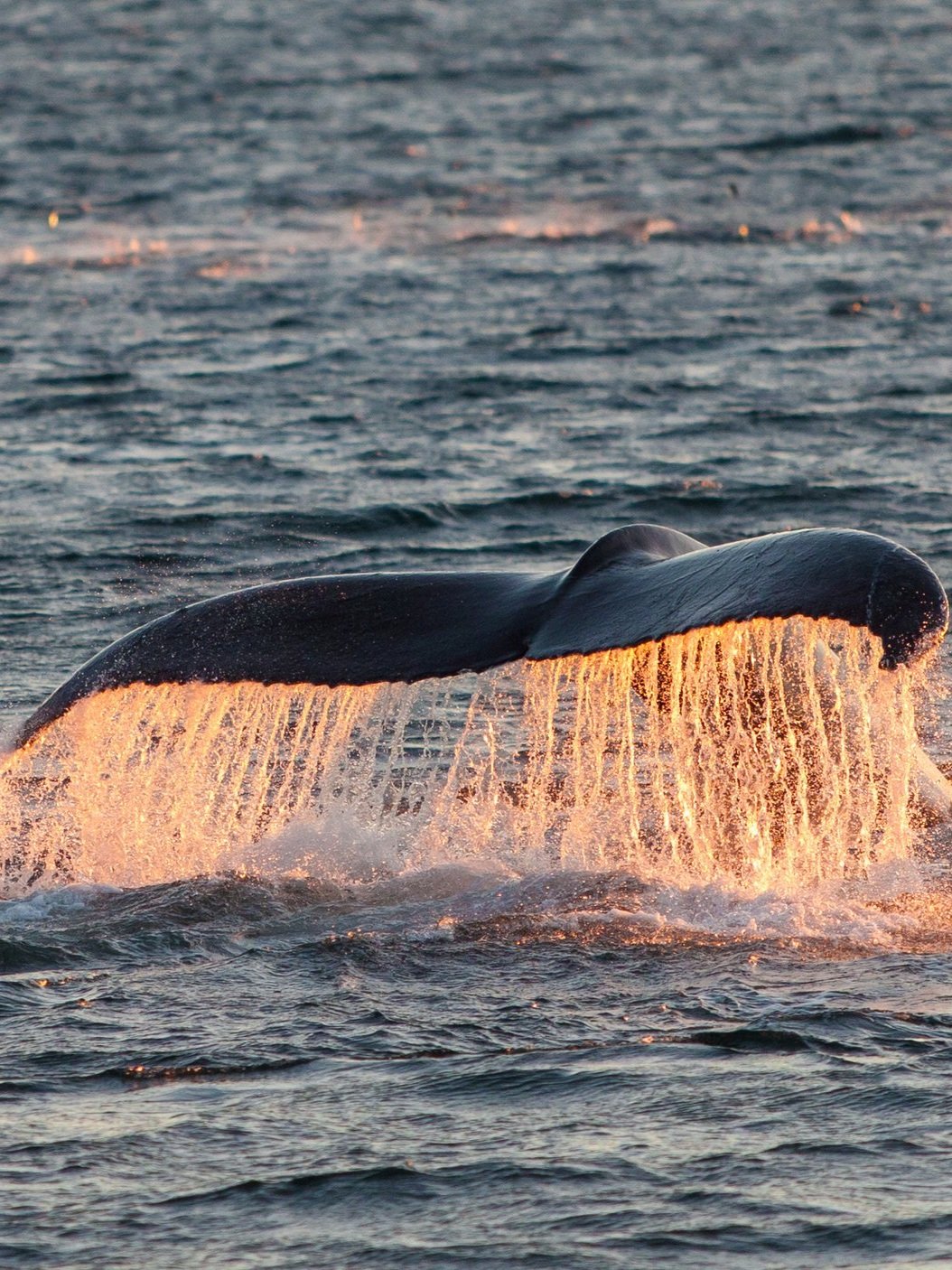 612f93b8cbb62d0ae73ff79d_AEX_Whale+Safari_2.83+MB-p-2600.jpg