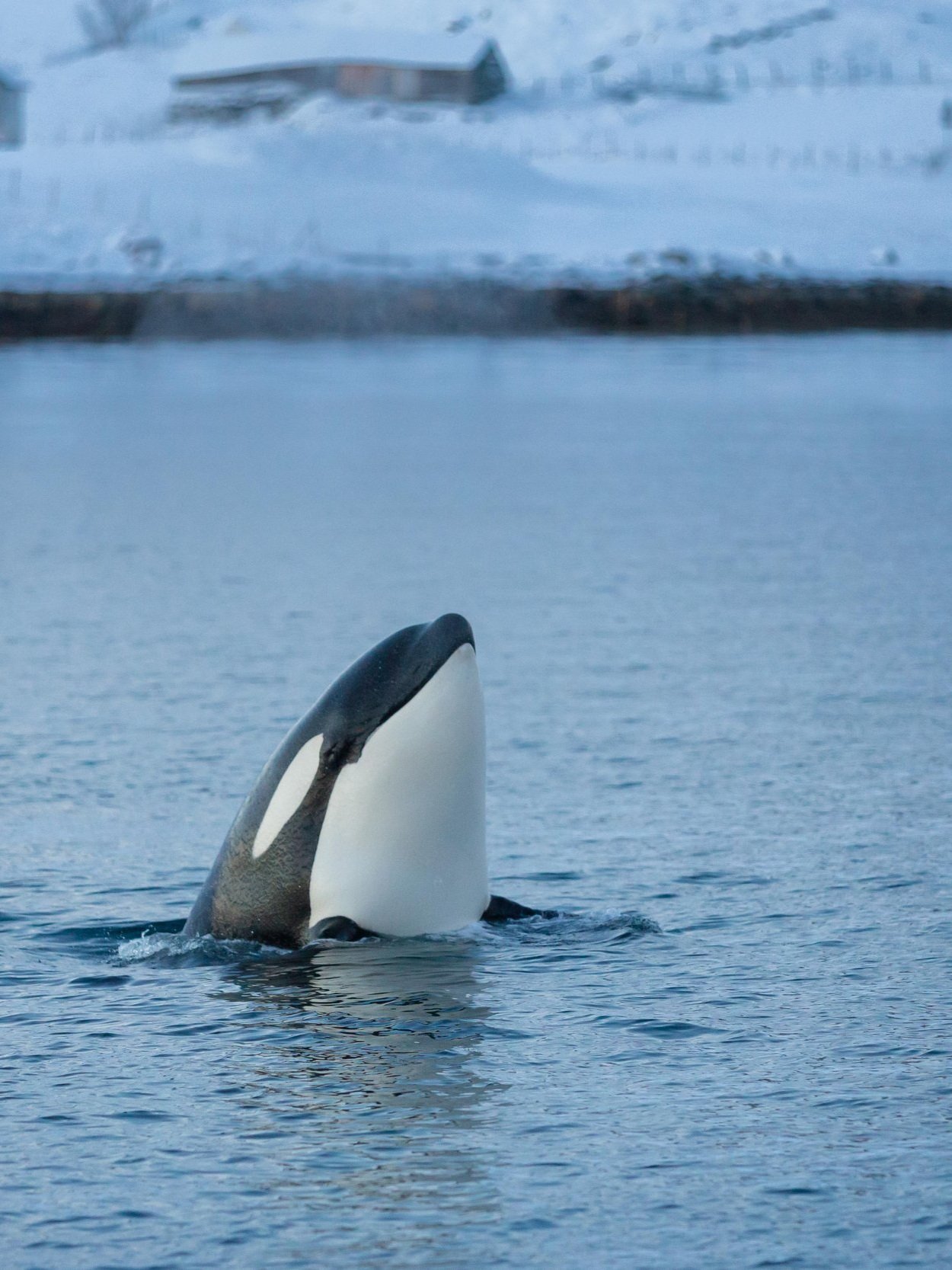 618fde702041b99c3d58d4b2_Whale+Watching+_+Phpto+Liga+Sirava-3-p-2.jpg