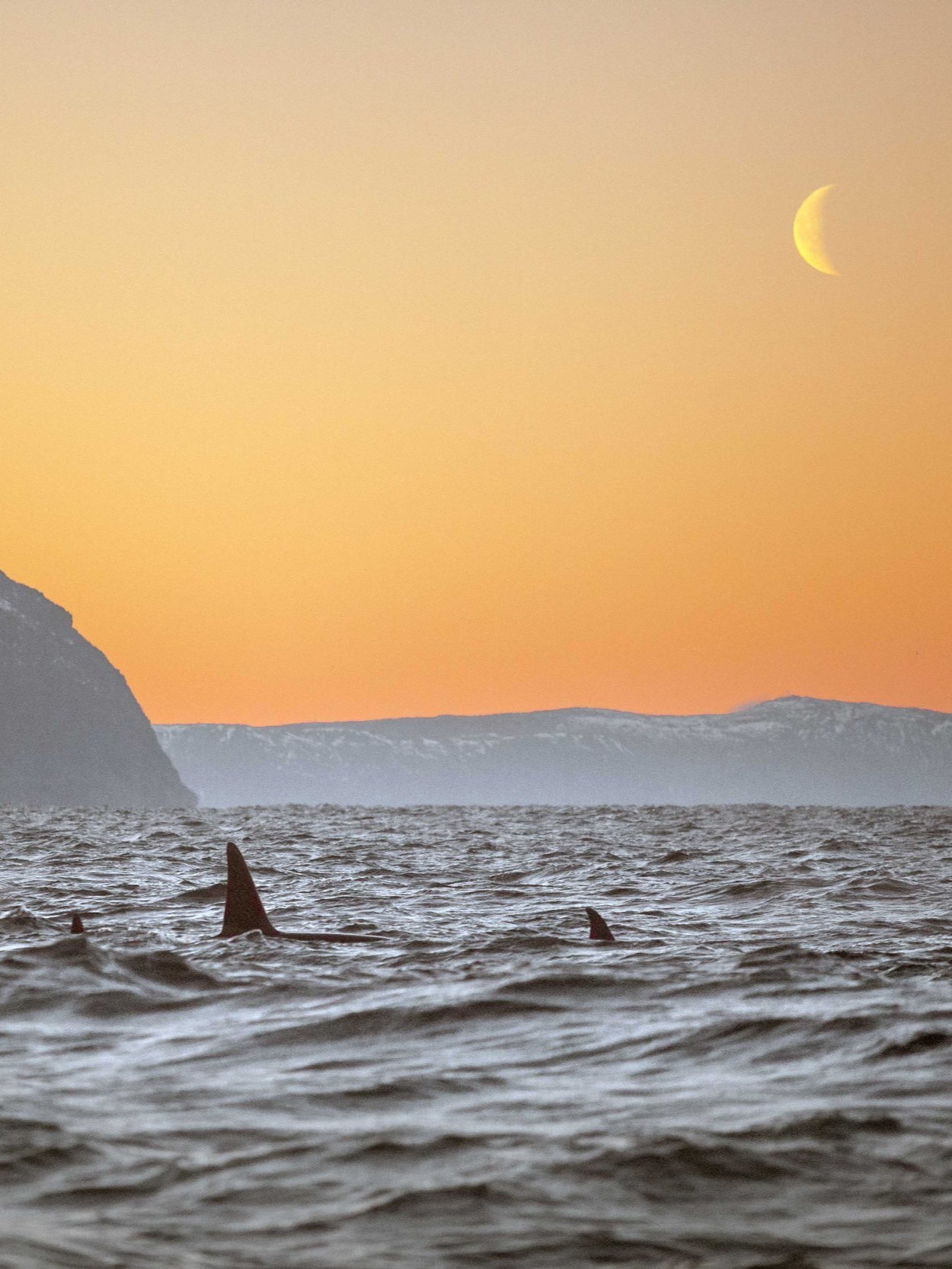 618fdff9b0a2172a5e67057d_Whale+Watching+_+David+Gonzalez-6-p-2600.jpg