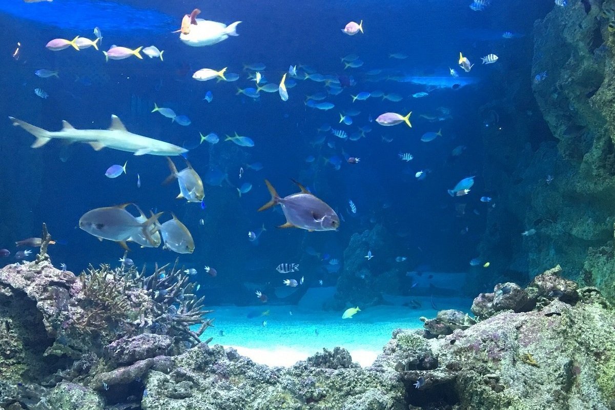 Sea+Life+Sydney+Aquarium+-+All+You+Need+to+Know+BEFORE+You+Go+wit.jpg