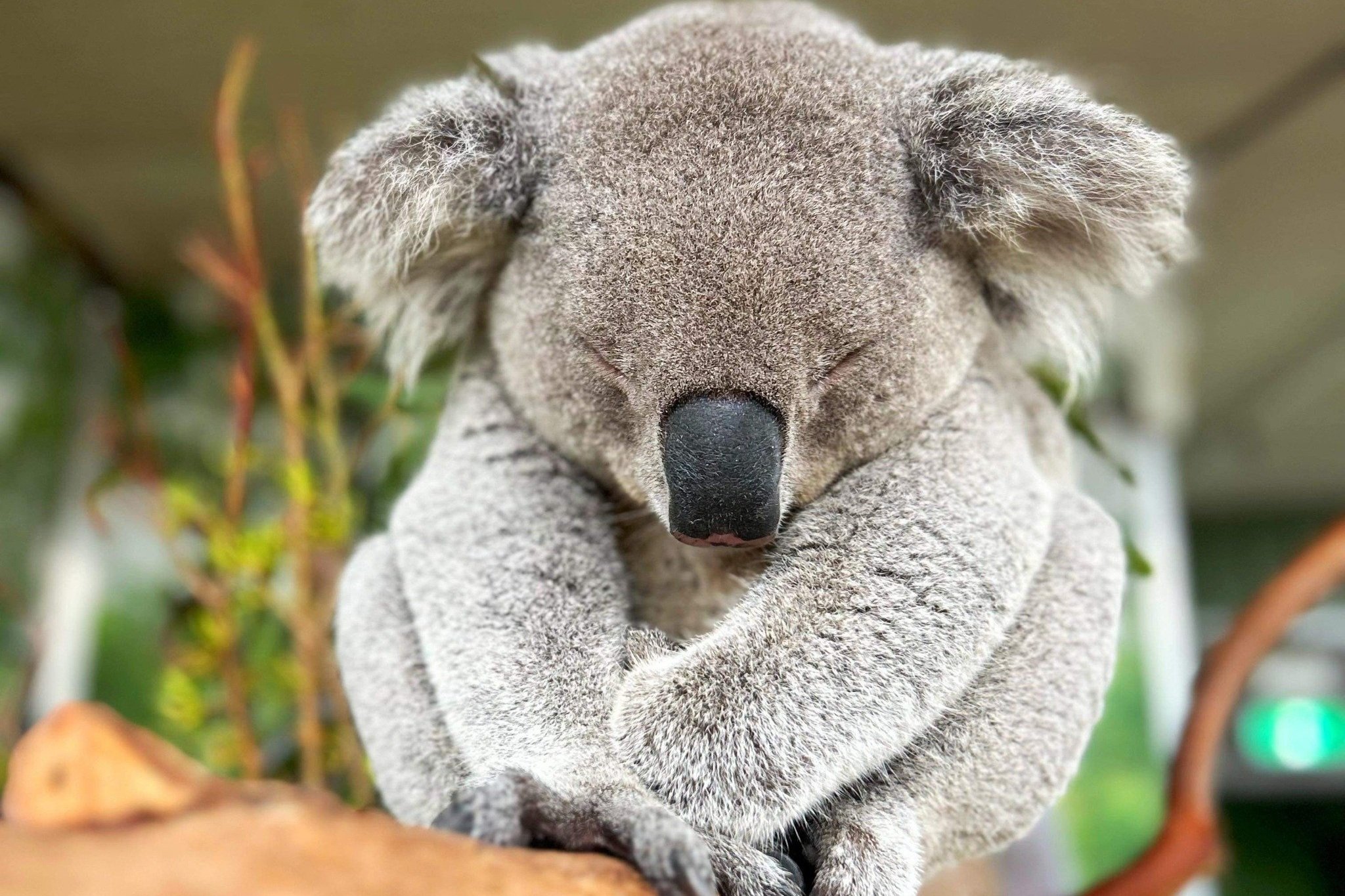 Sydney - Wild Life Sydney Zoo