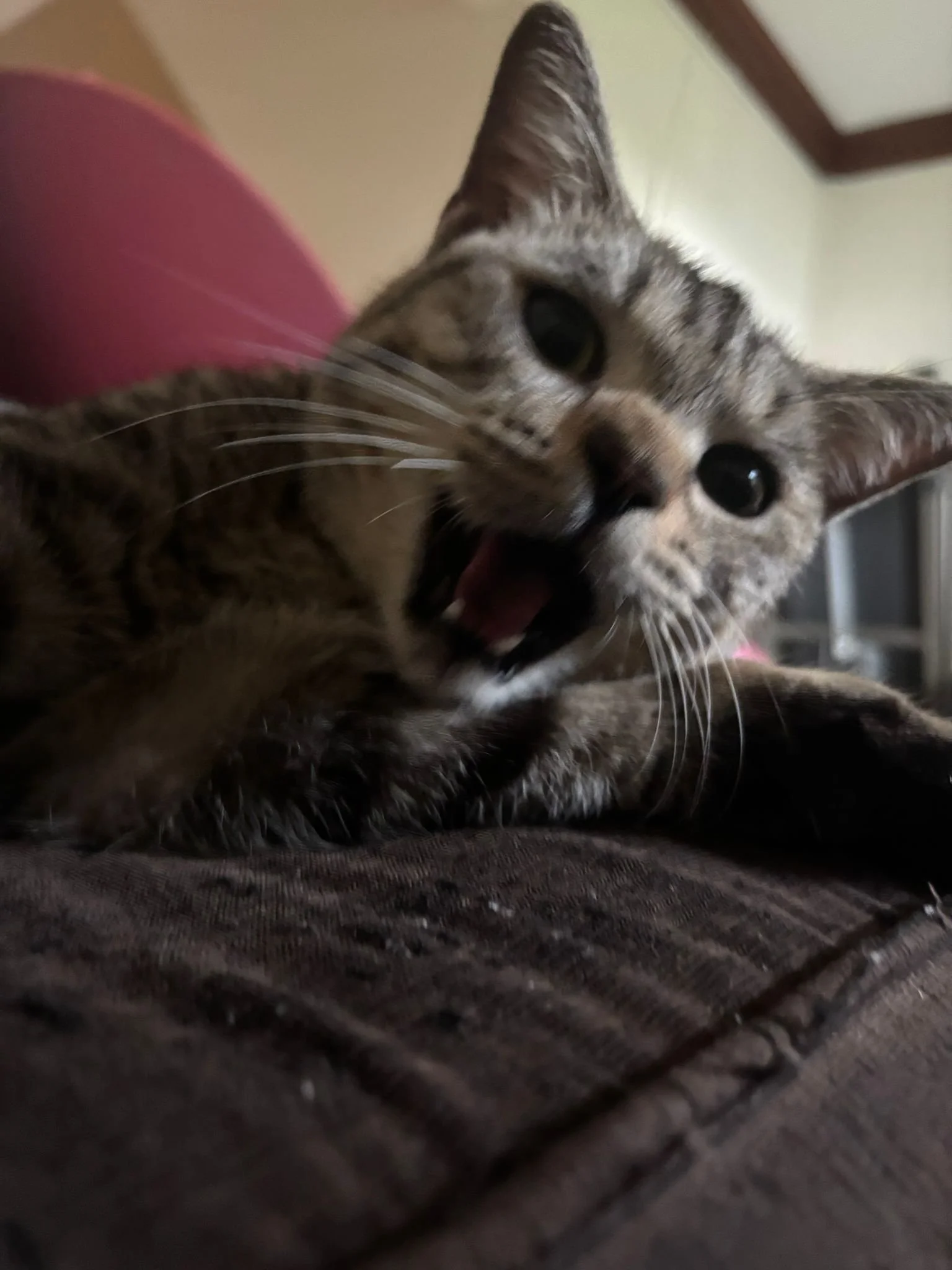 WhatsApp Image 2025-08-16 at 1.45.47 PM (1).jpeg