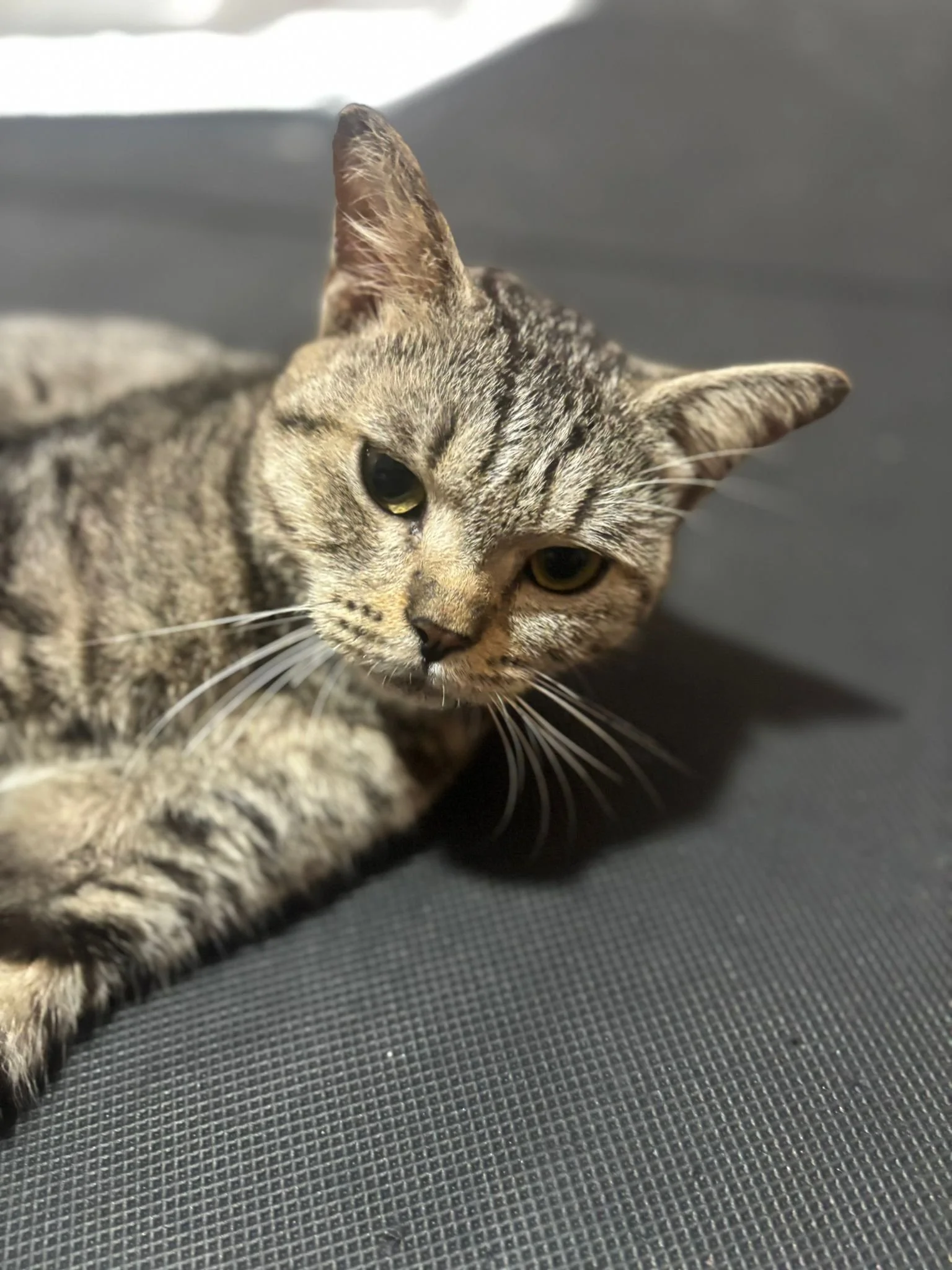 WhatsApp Image 2025-08-16 at 1.45.48 PM (1).jpeg