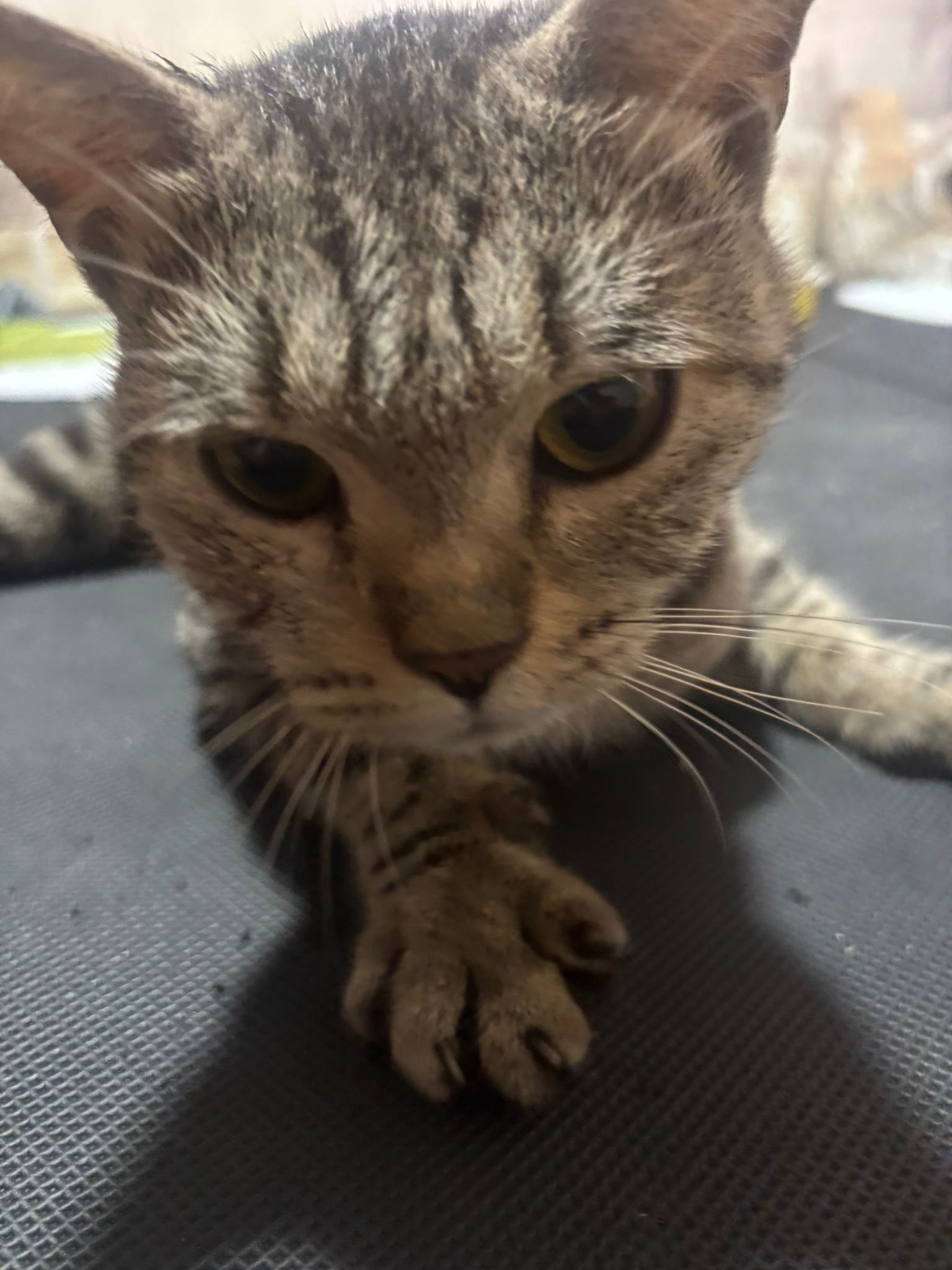 WhatsApp Image 2025-08-16 at 1.45.48 PM (2).jpeg