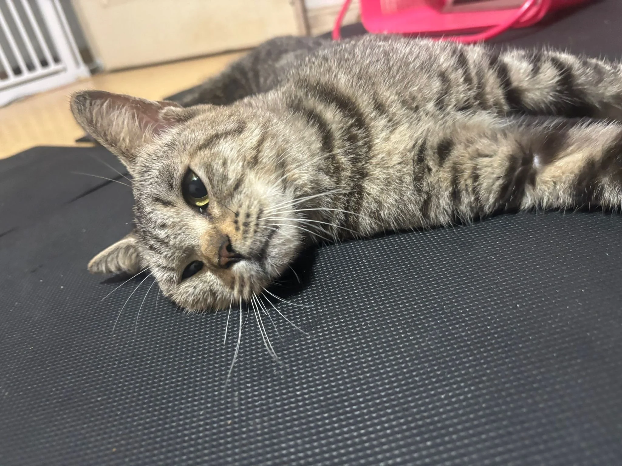 WhatsApp Image 2025-08-16 at 1.45.55 PM.jpeg