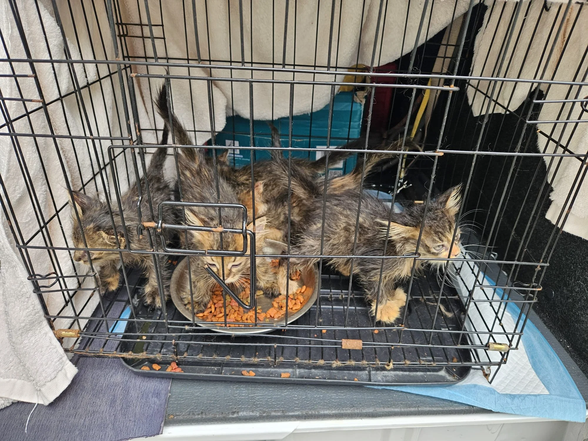 WhatsApp Image 2025-09-11 at 1.10.13 PM.jpeg