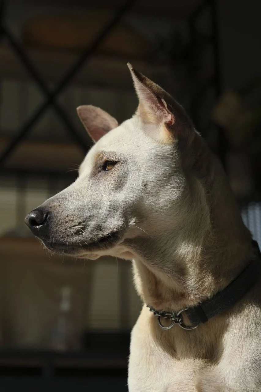 A close-up of a dog with light-colored fur, looking to the side, with sunlight illuminating part of its face.