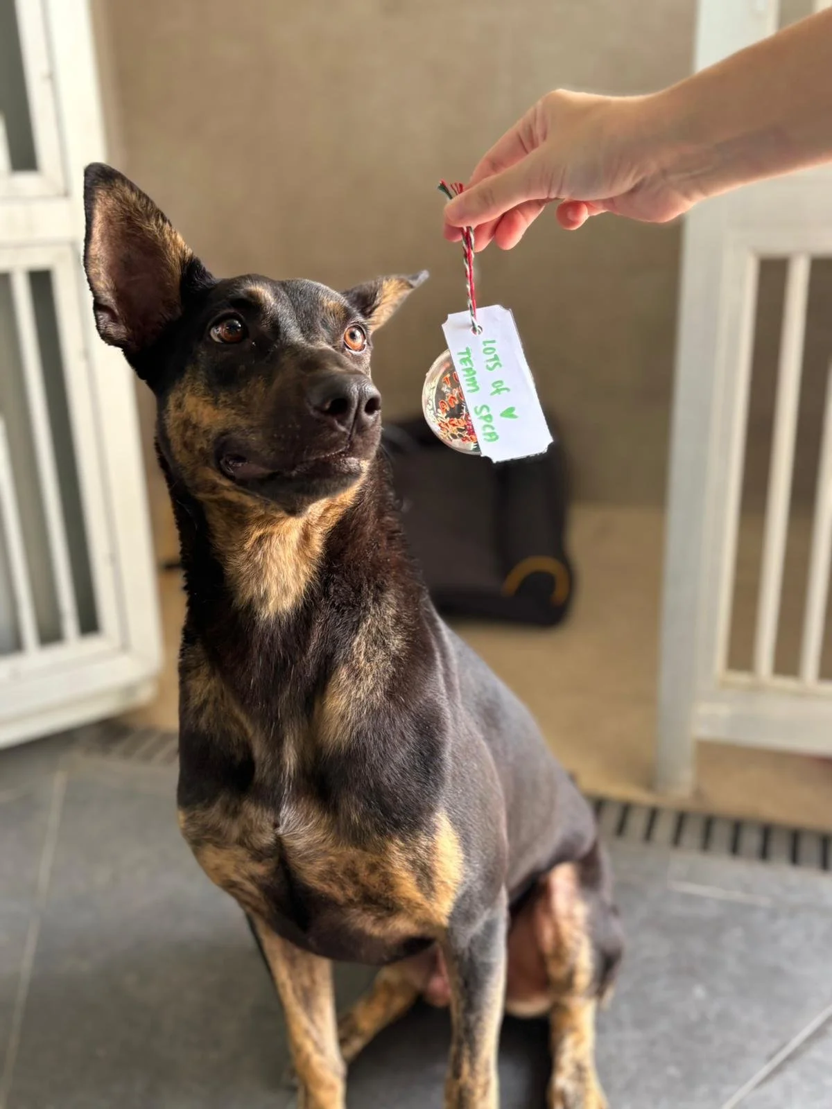 A dog with a black and tan coat sitting indoors on a tile floor, looking attentively at a hand holding a Christmas ornament with a tag that reads "Lots of V. Y Treats!".