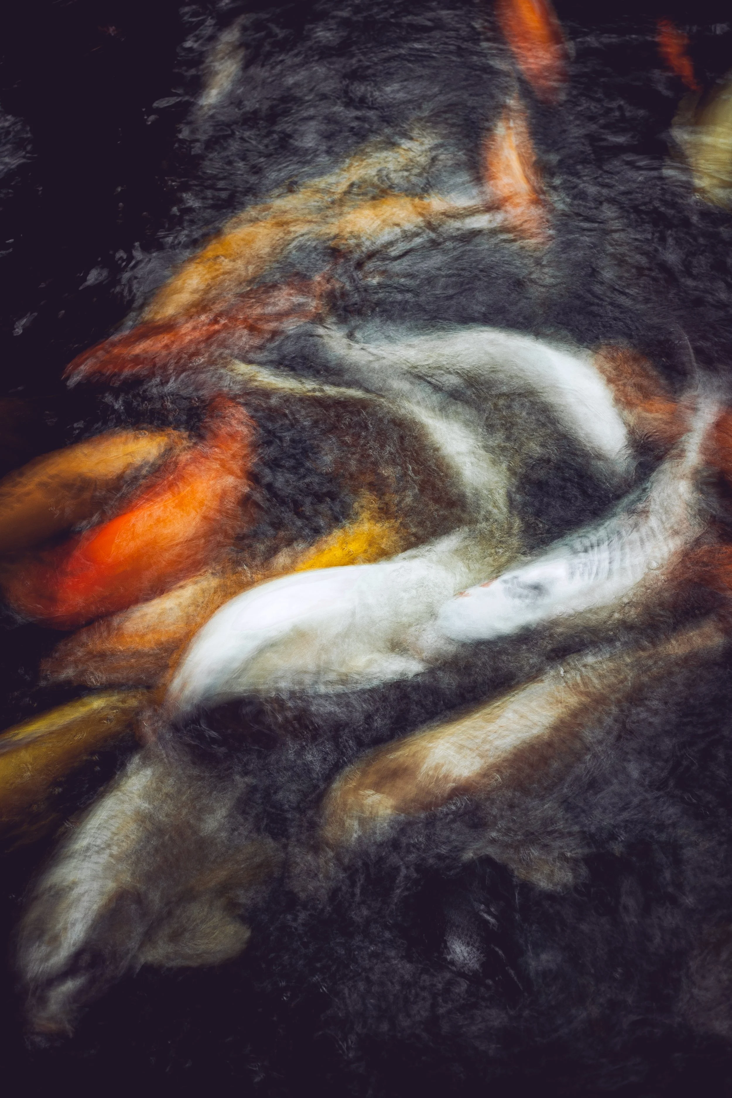 FPJHW_26052026_Koi_5DClassic-4.jpg