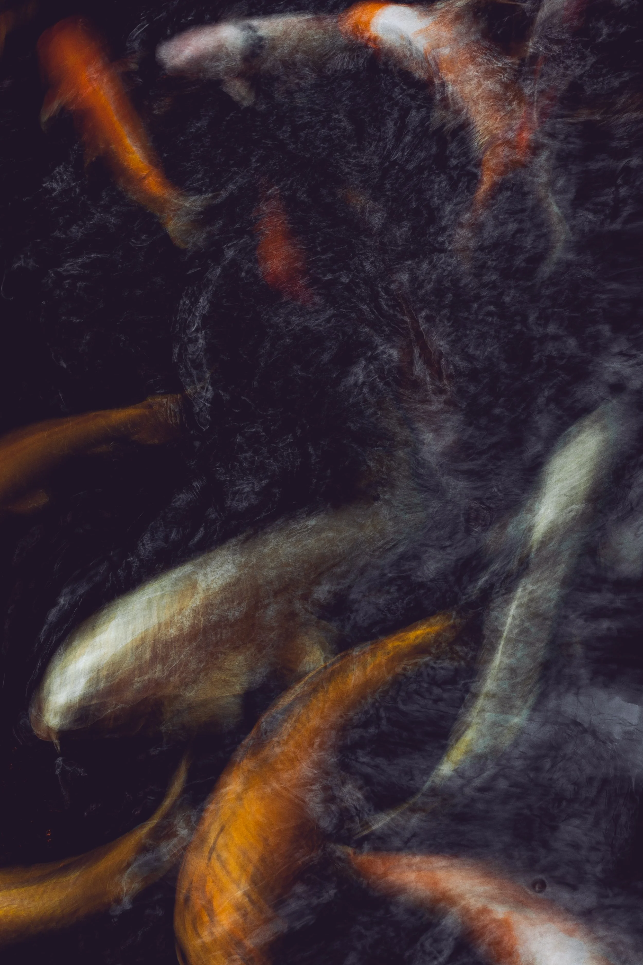 FPJHW_26052026_Koi_5DClassic.jpg