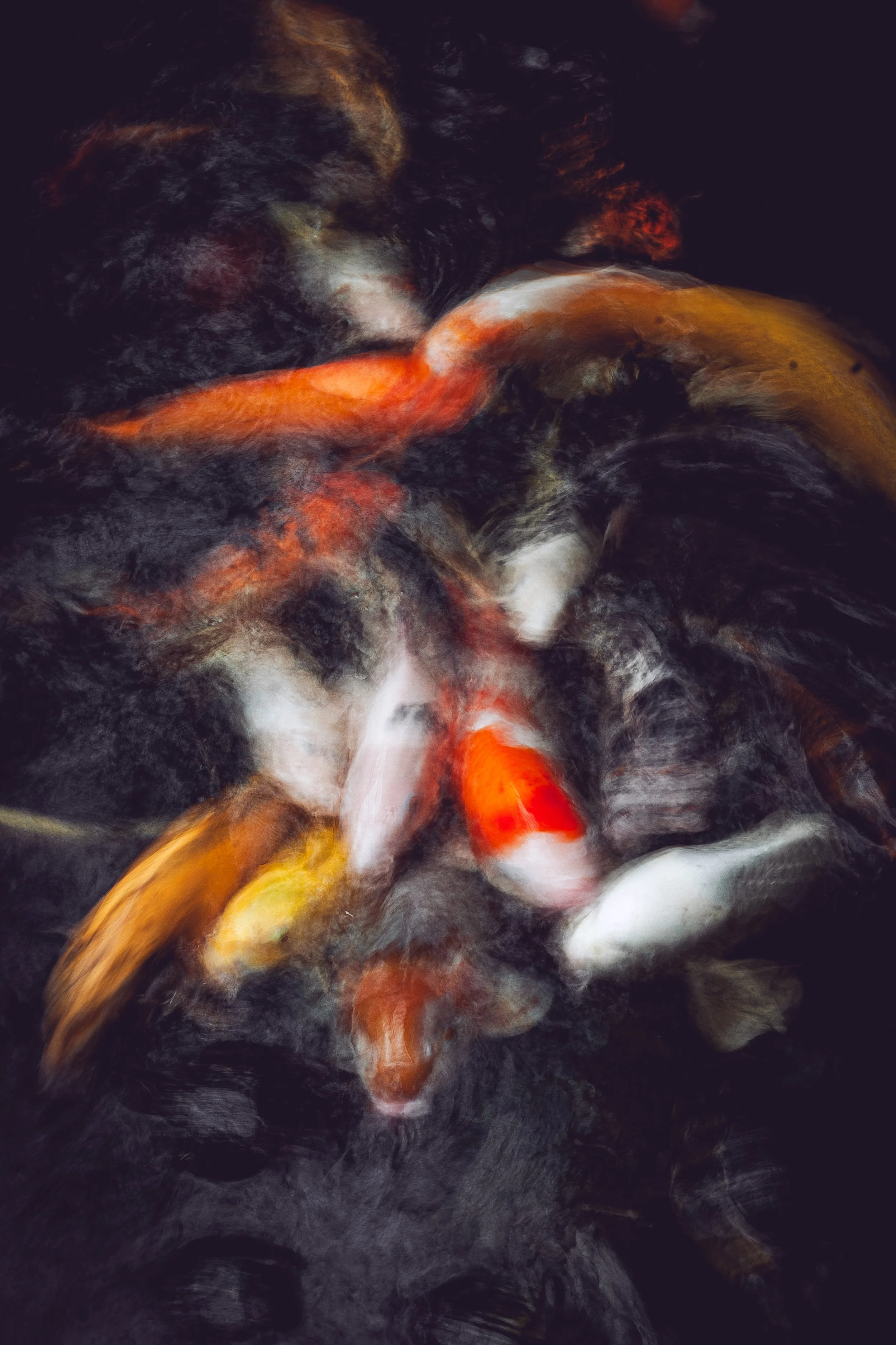 FPJHW_26052026_Koi_5DClassic-6.jpg