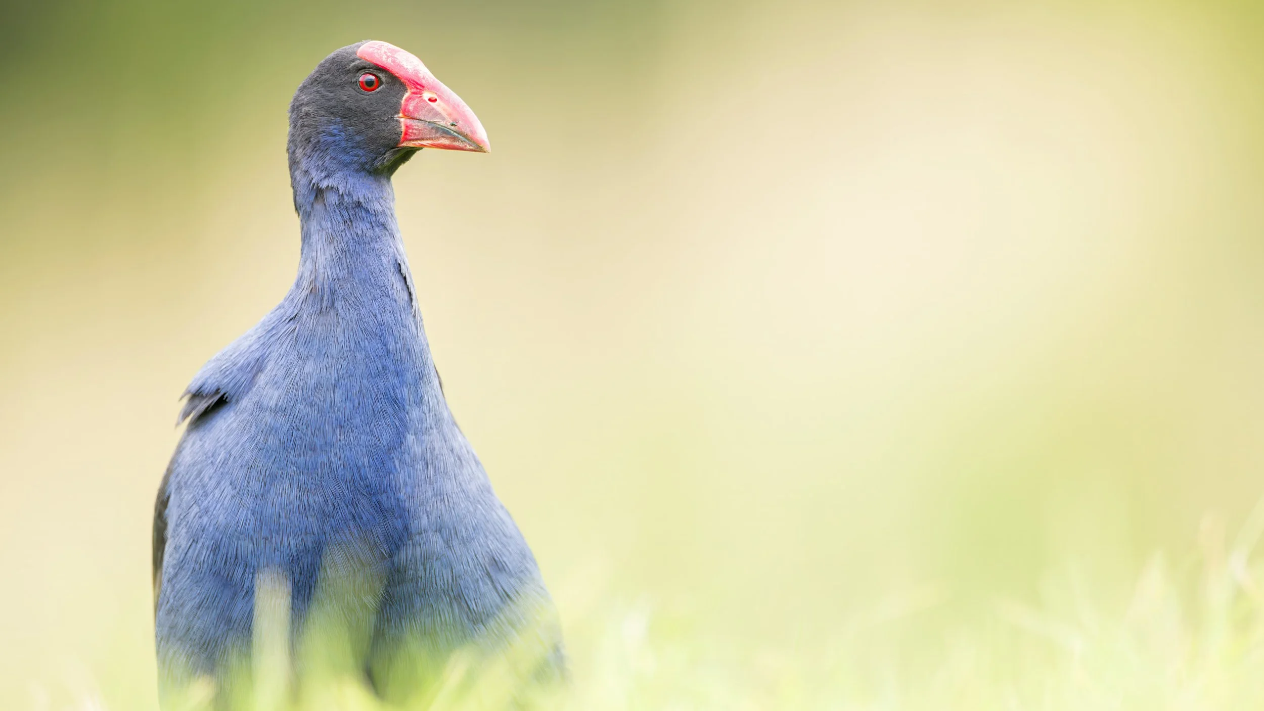 Australasian-Swamphen_New-Zealand_Bird_portrait_Alejandra_Rendon.jpg