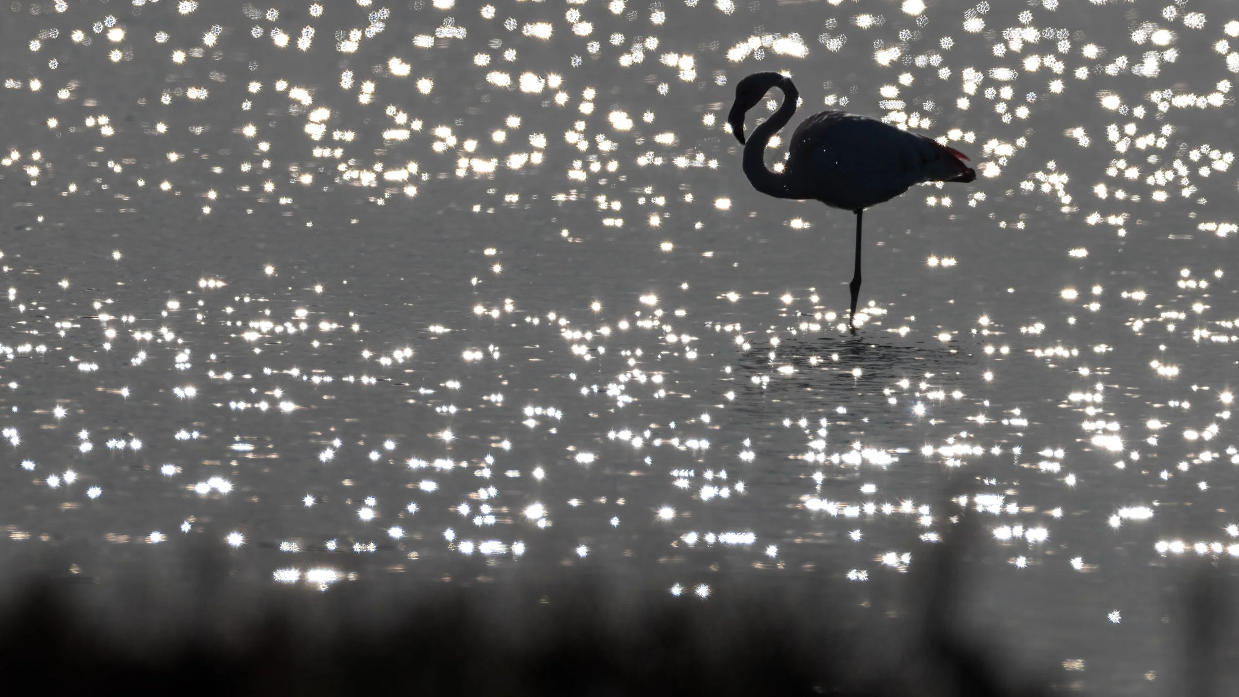 Greater_Flamingo_spain_creative_bird_photography_alejandra_Rendon..jpg