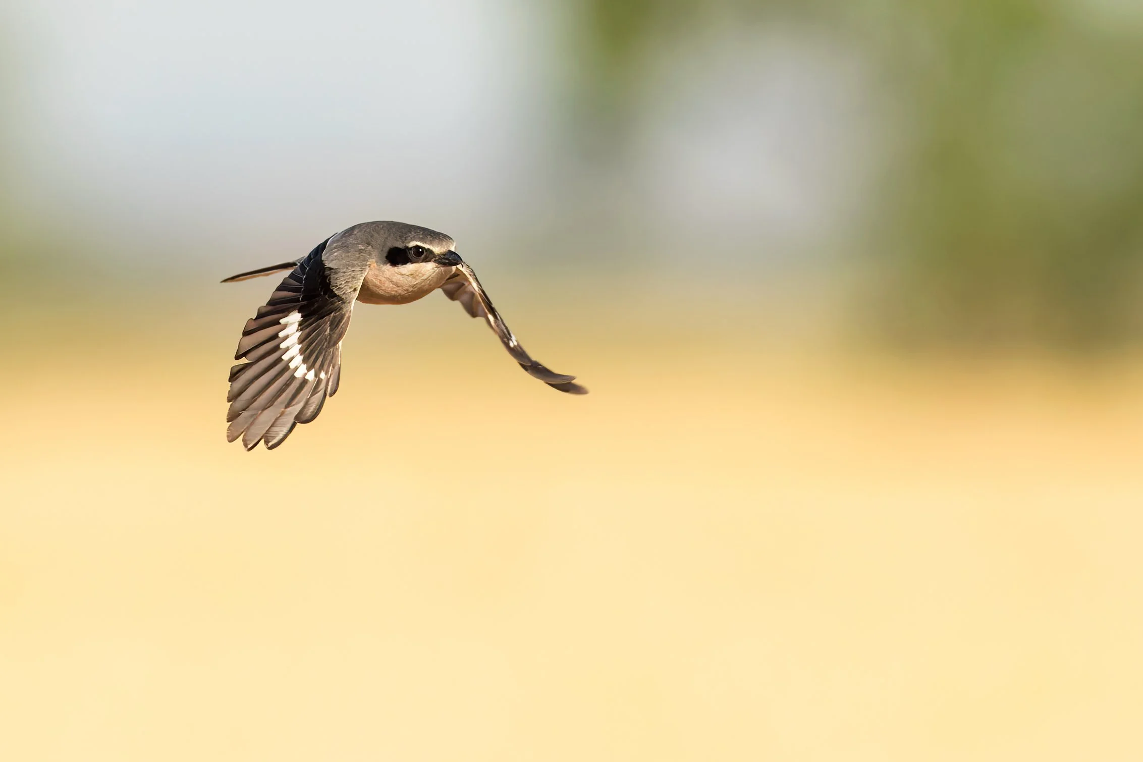 Iberian_Grey_Shrike_Spain_bird_in-flight_Alejandra_Rendon.jpg