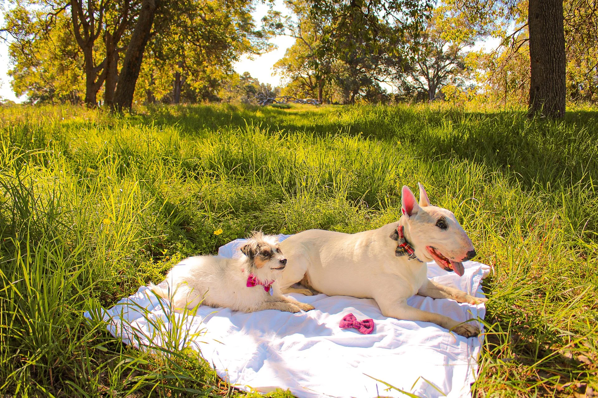 BowTieDogs.jpeg