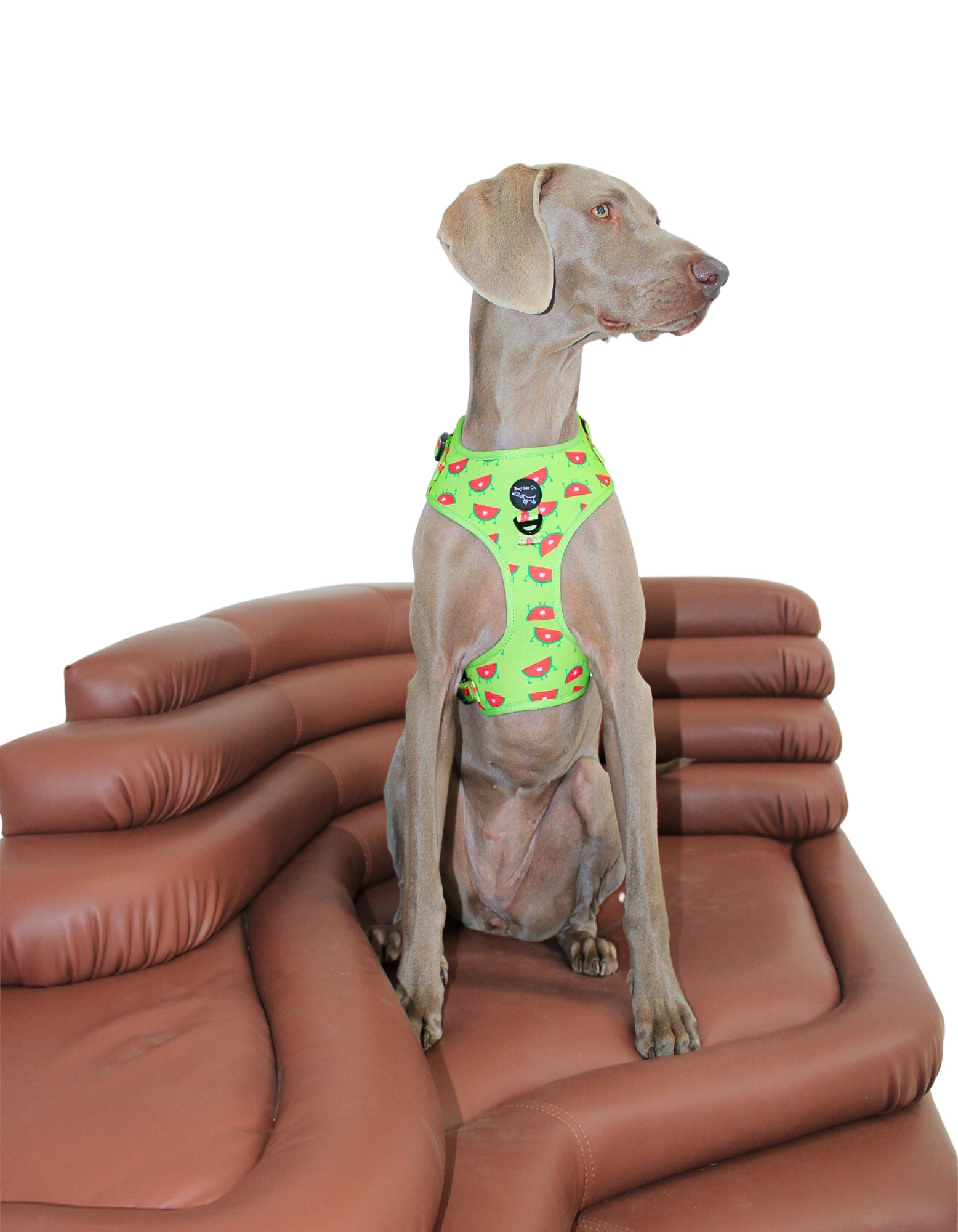 Comfortable & Stylish