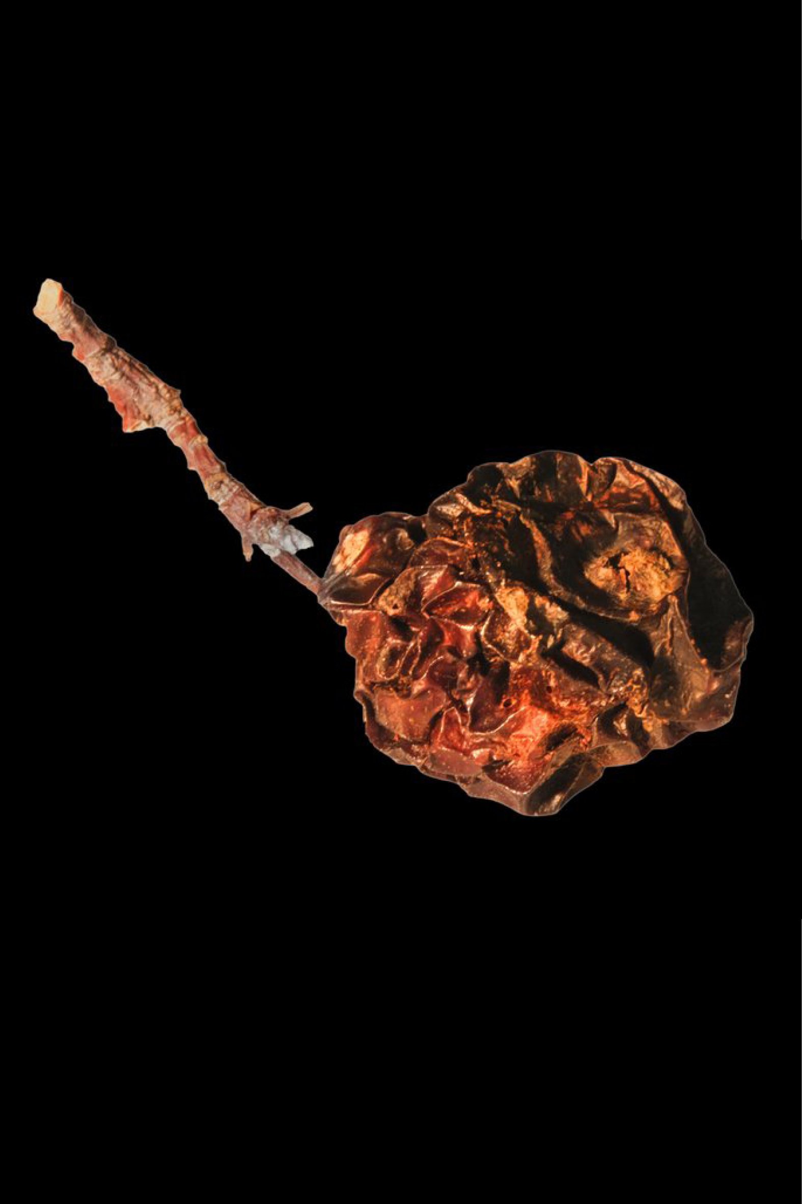 PYL-stoeckerselig-RIPE-2.jpg
