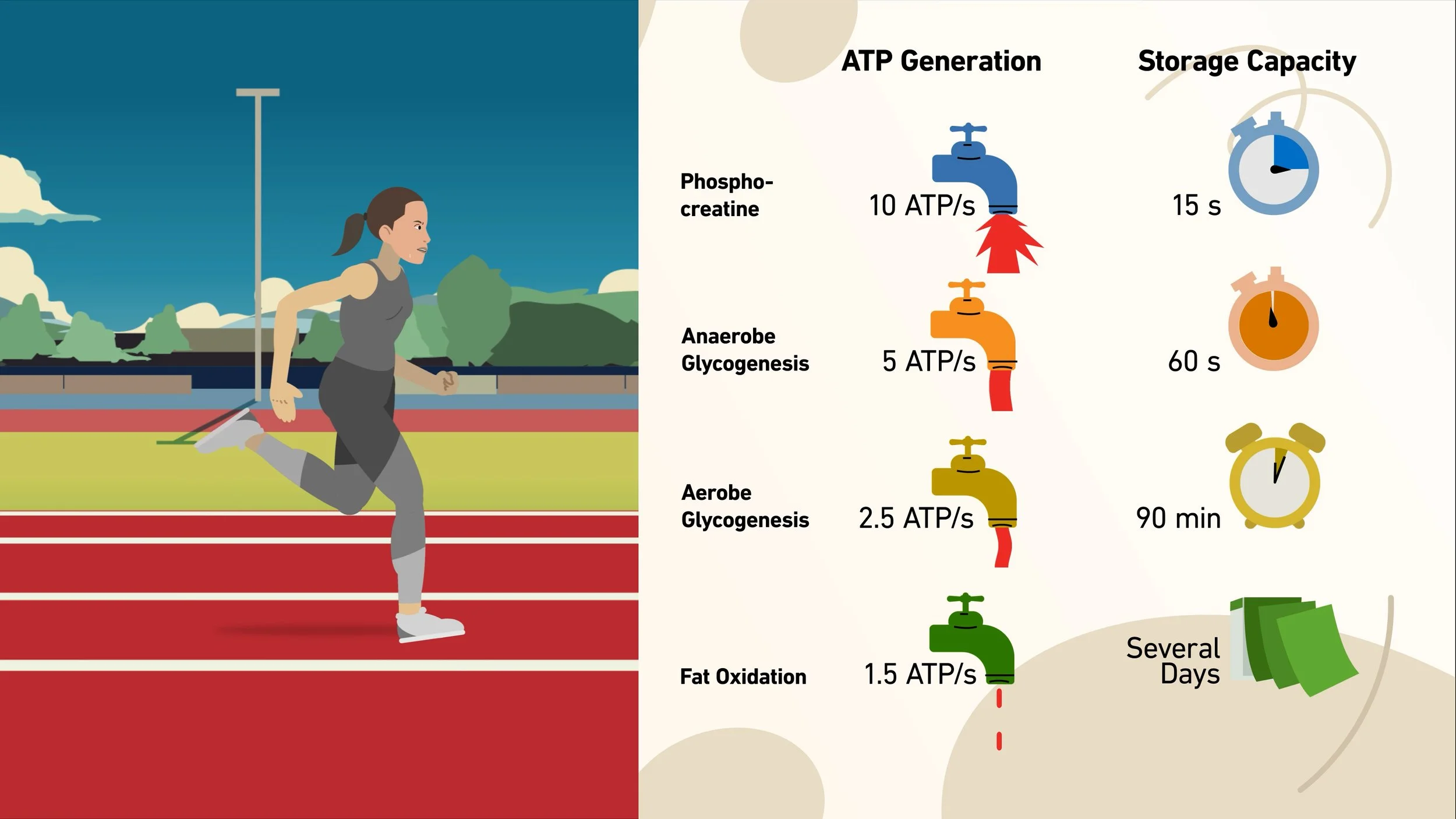 D-HEST Exercise Phisiology Bioenergetics 25.jpg
