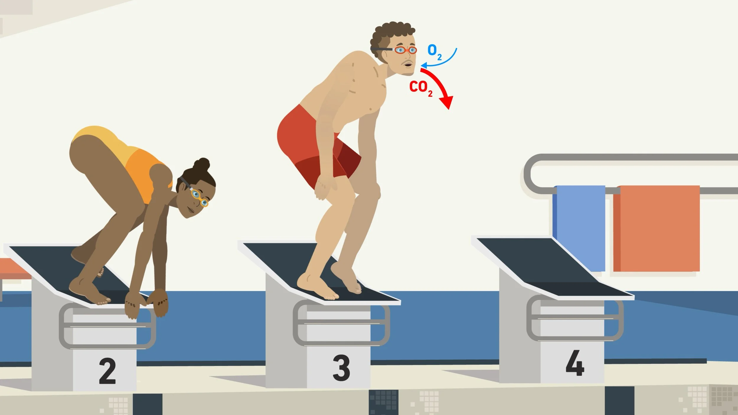 D-HEST Exercise Phisiology Diving_4.jpg