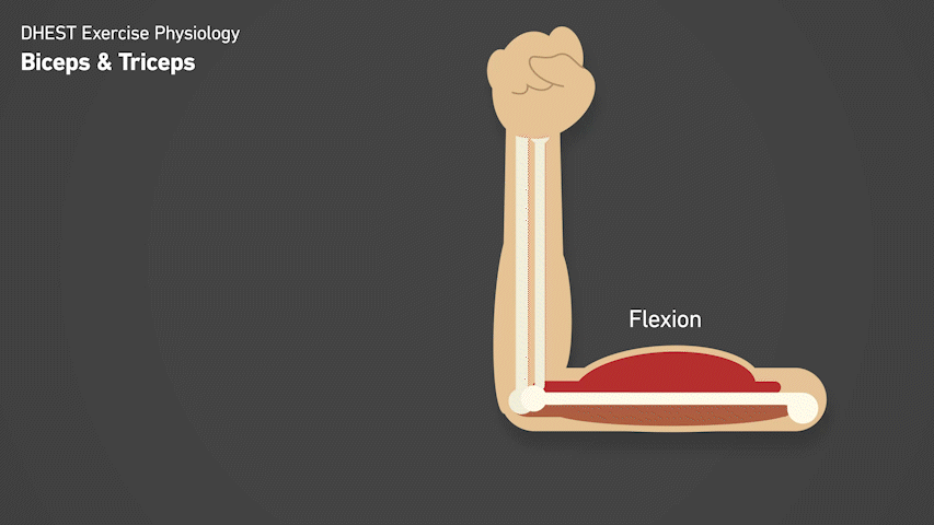 D-HEST Exercise Phisiology BTS_RIG_Arm Flex Demo 1.gif