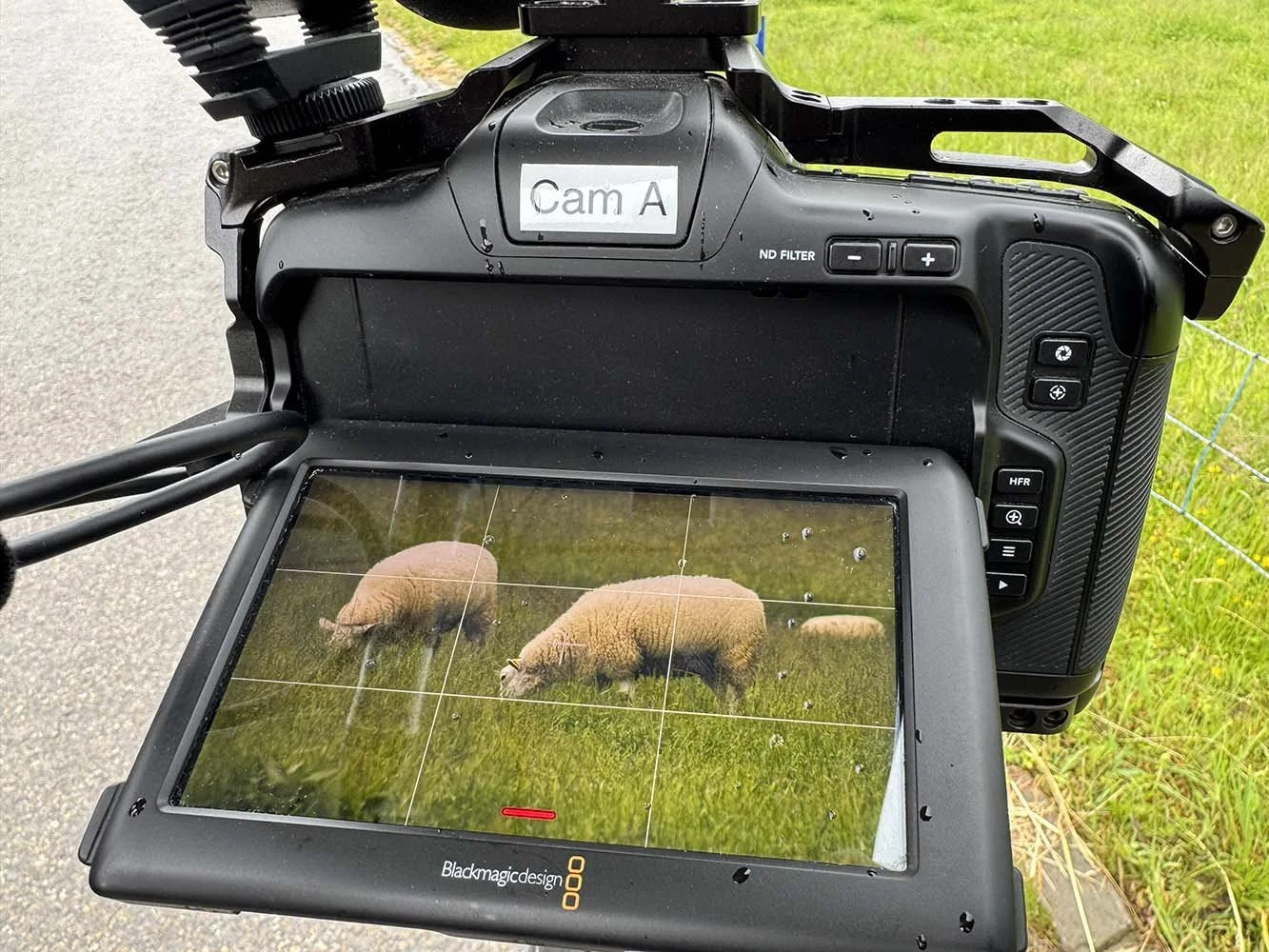 D-USYS AVIAS Open access archive for animal behavior_BTS_034.jpg