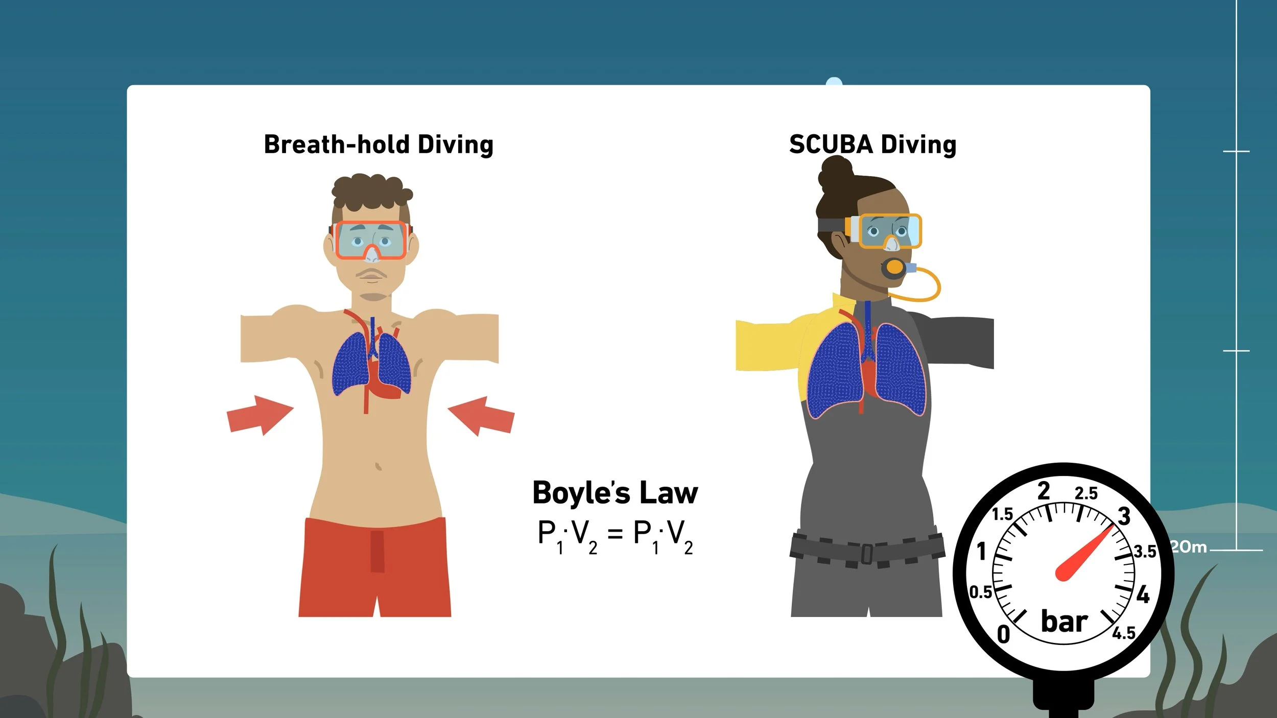 D-HEST Exercise Phisiology Diving_14.jpg