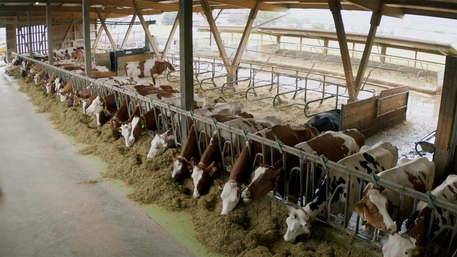 D-USYS AVIAS Open access archive for animal behavior_BTS_016.jpg