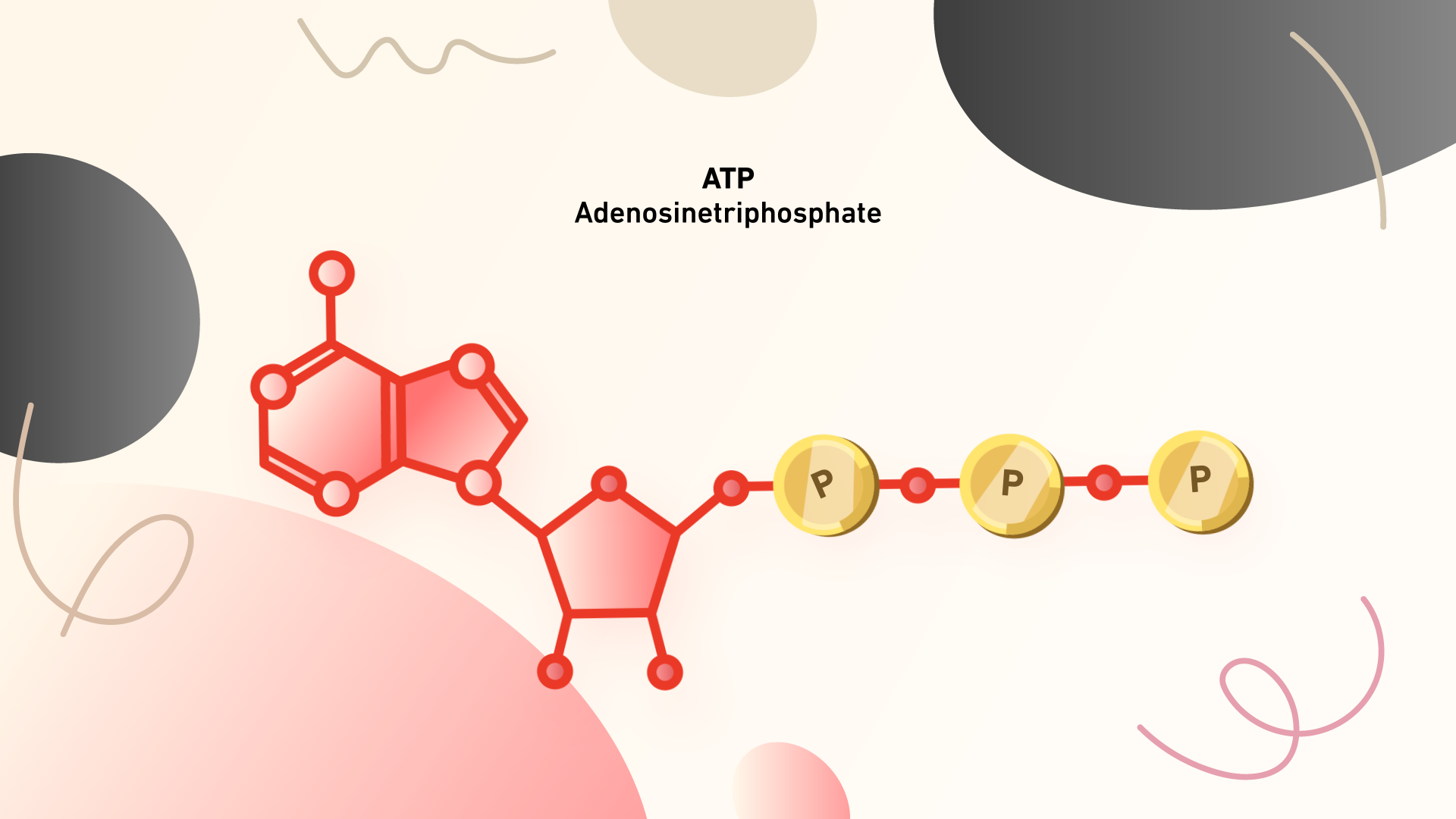 D-HEST Exercise Phisiology Bioenergetics 0.png