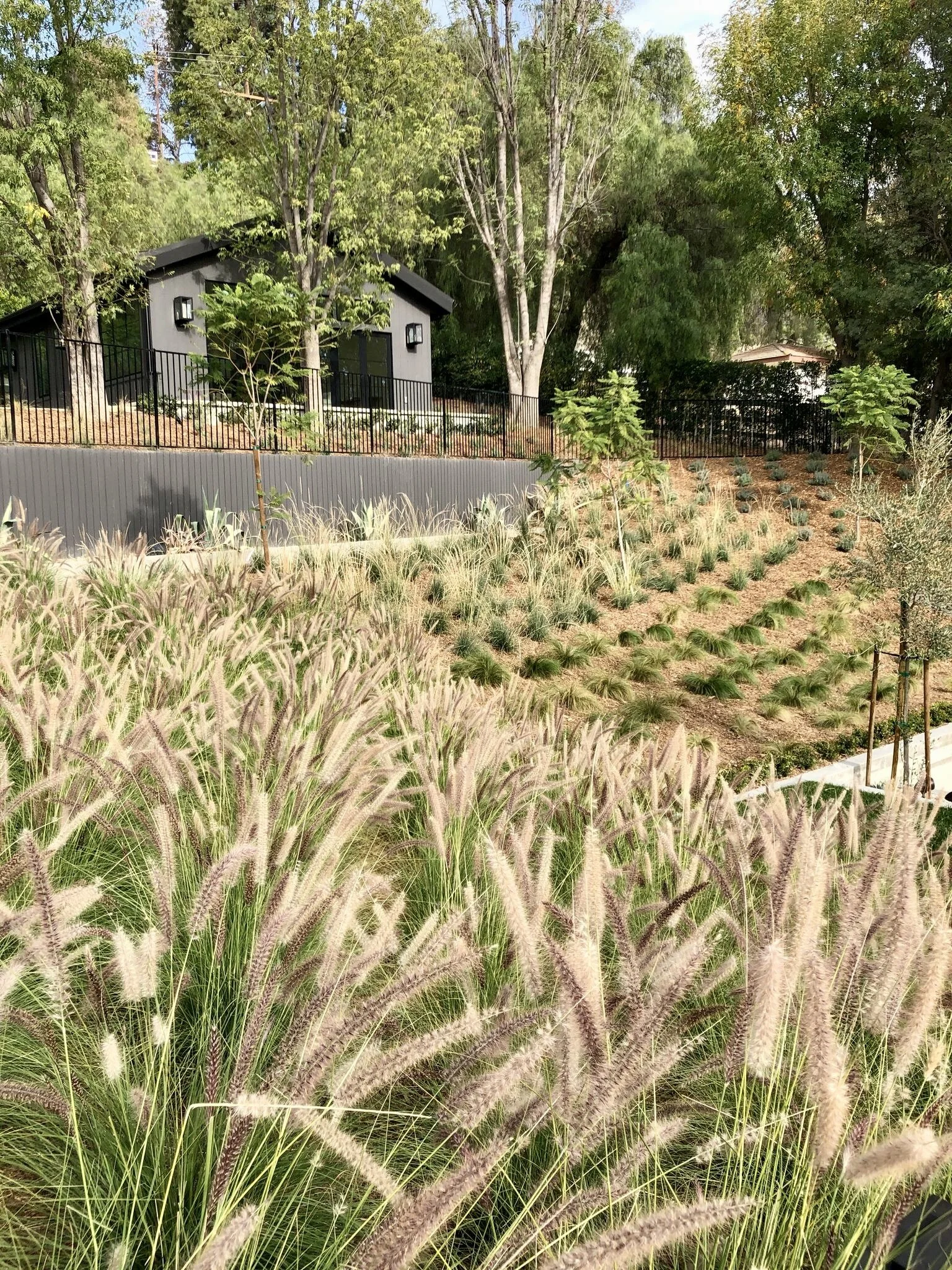 A landscaped yard with various plants, small trees, and a modern black building in the background, surrounded by a black metal fence.  Rachael Goddard Design Studio Calabasas